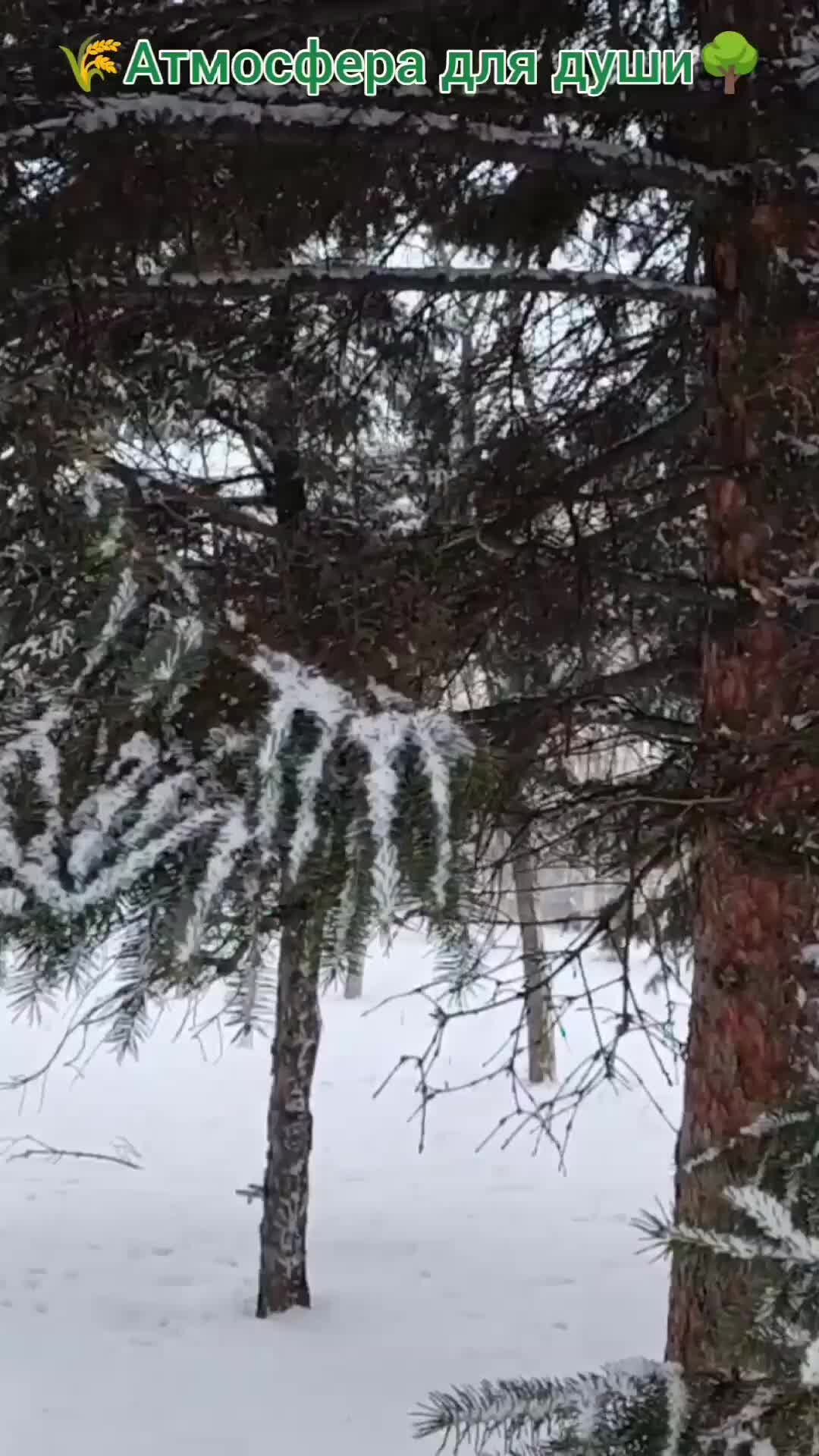 Покрывало января