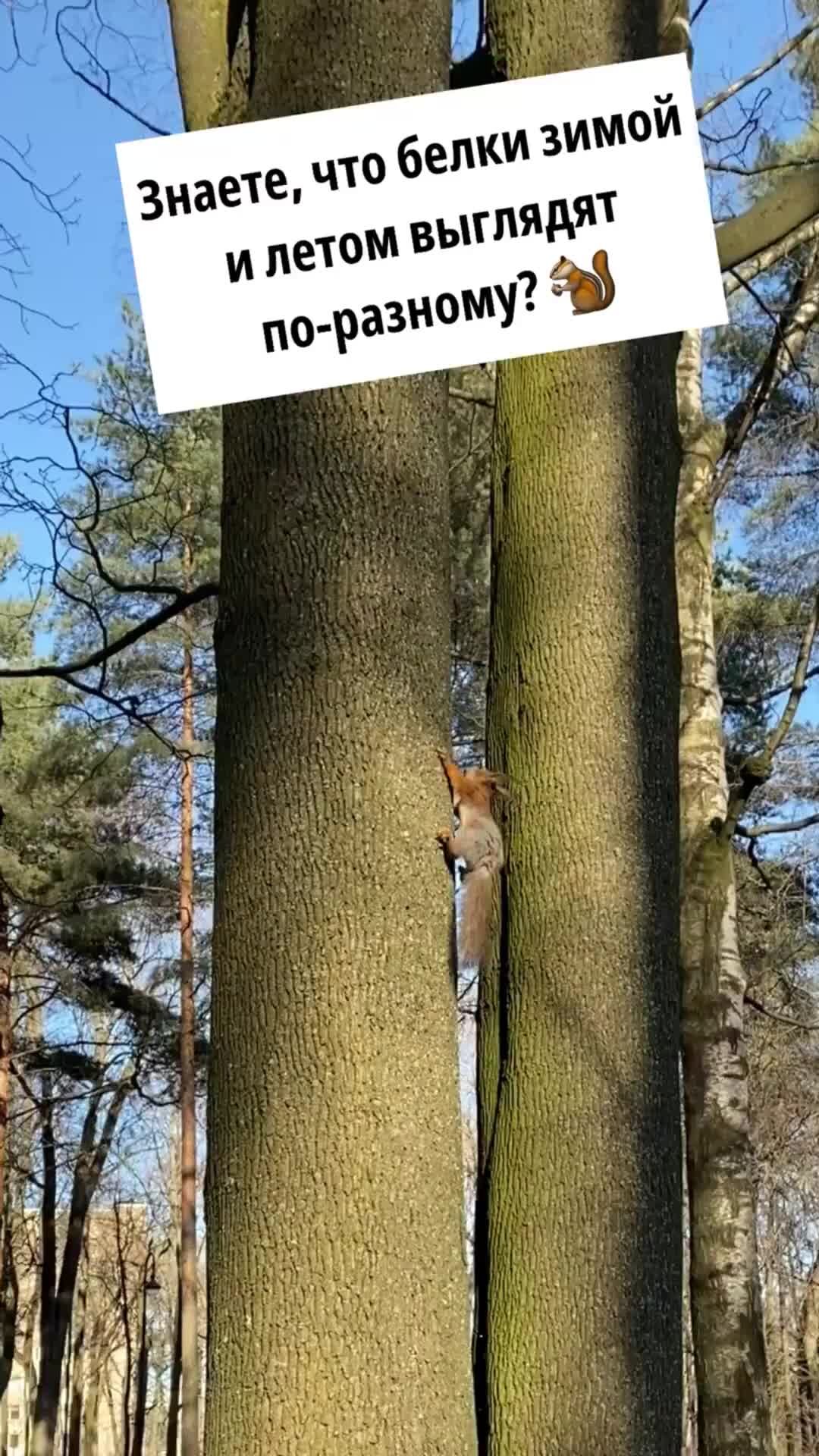Белка зимой и летом