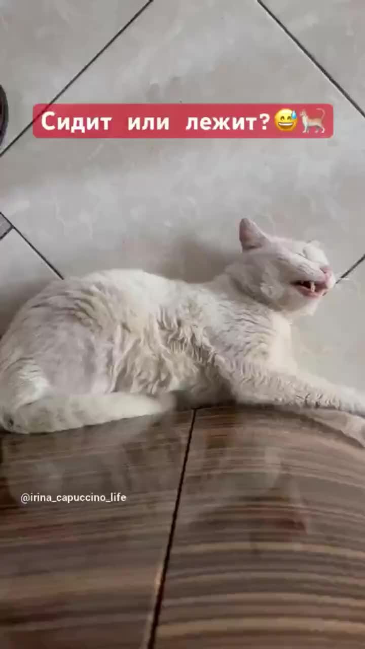 кот пианист. кот винаушниках ылексит. танцующие кошки. выгу выгу. котики пляшут.