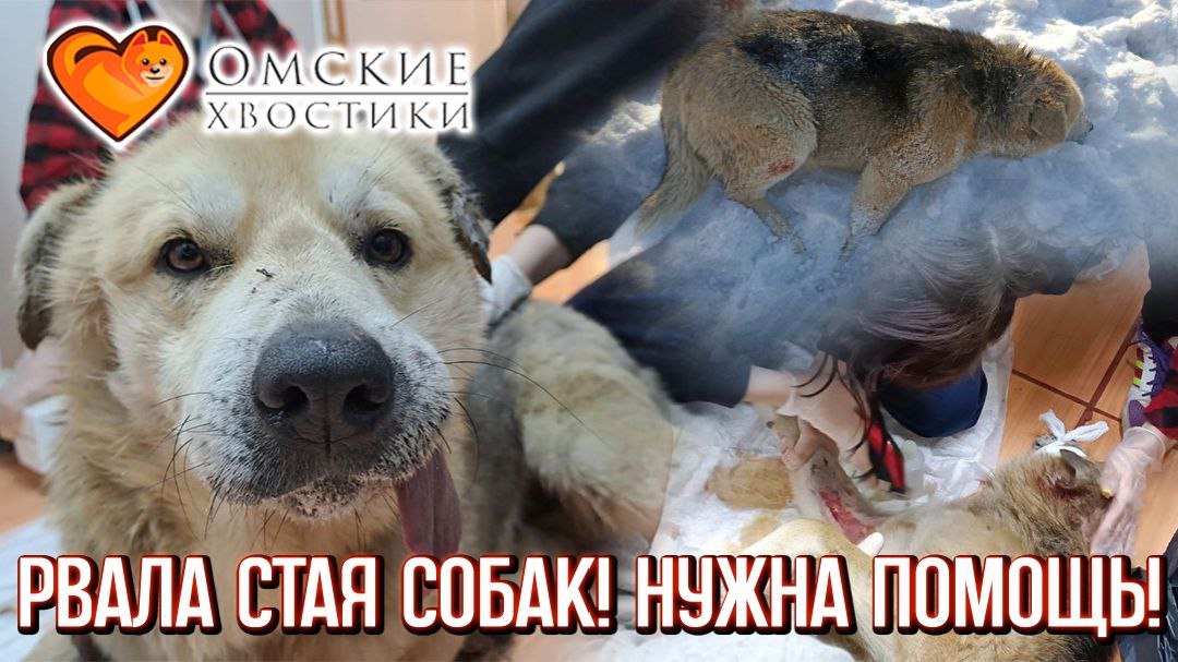 щенка вырвало