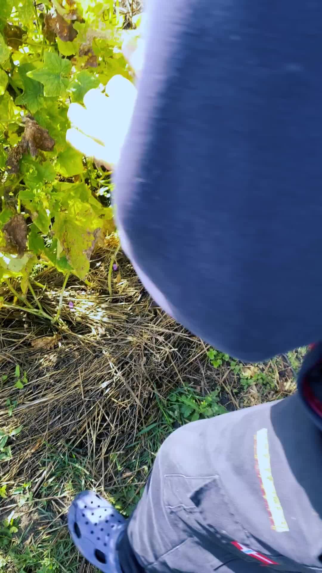 ЖИВ | СЕМЕННОЙ ОГУРЕЦ ВЫРОС В ЗЕМЛЕ | Дзен