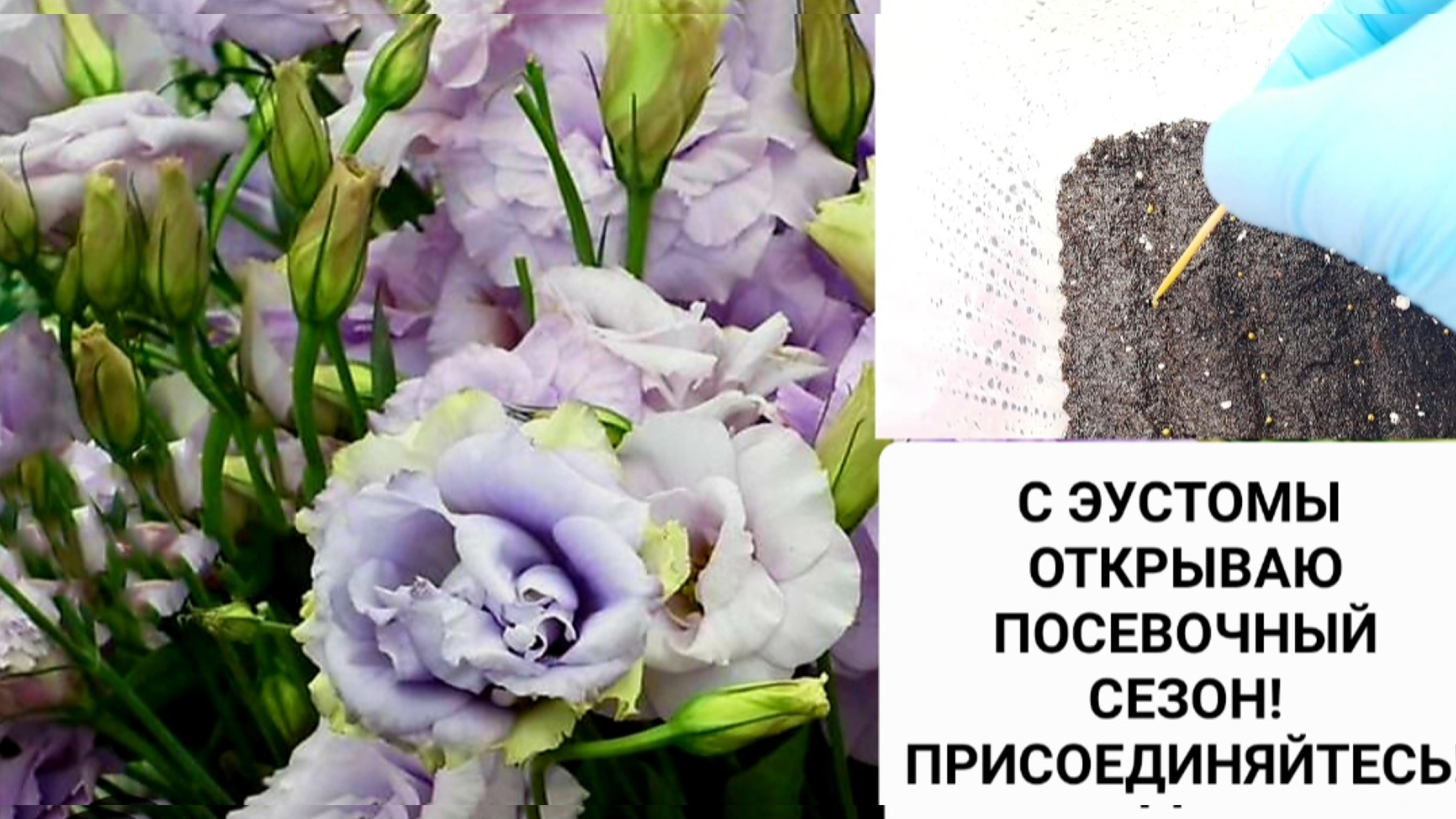 Чем подкормить эустому в открытом грунте. Эустома Огородная. Урожайный огород эустома. Эустома на грядке. Высадка эустомы в открытый грунт весной.