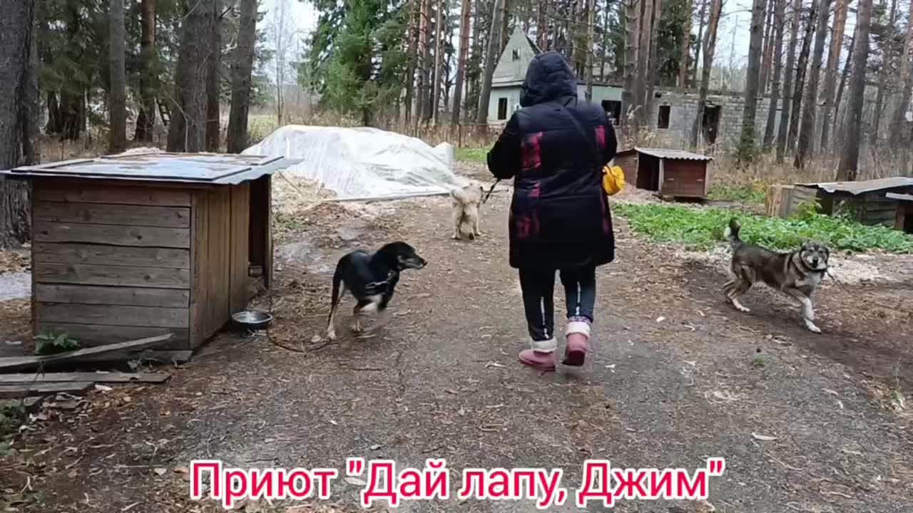 Дай лапу джим чусовой. Приют Республика друг. Приют друг в Сыктывкаре. Приют приятель приподнести. Приют друзья Воронеж.