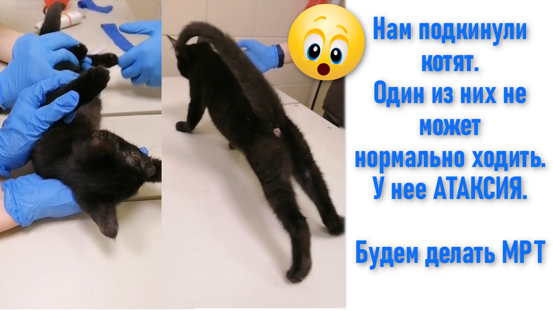 Маленький котенок на дороге. Спас котика видео. Про спасение кота сеню. Спас котика видео. Спас котика видео.