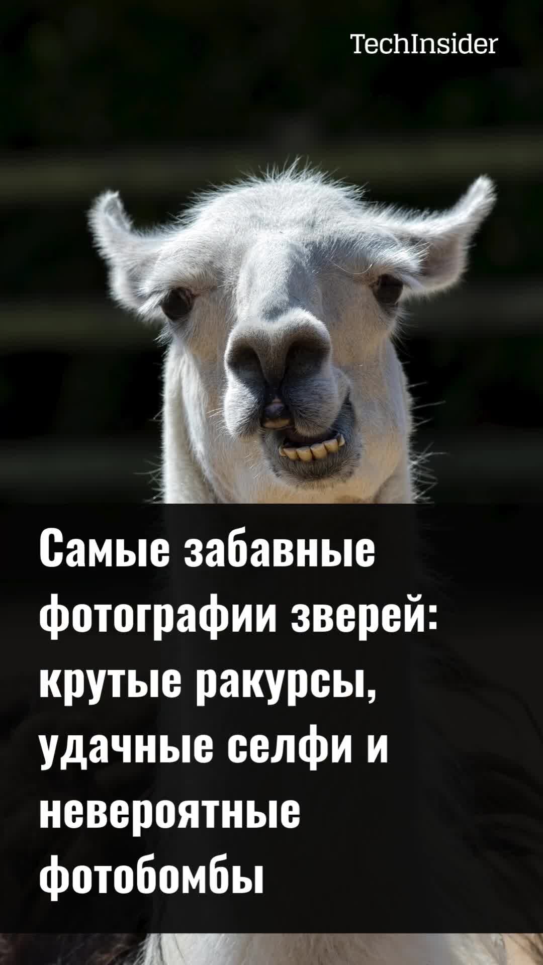 Самые смешные фотографии
