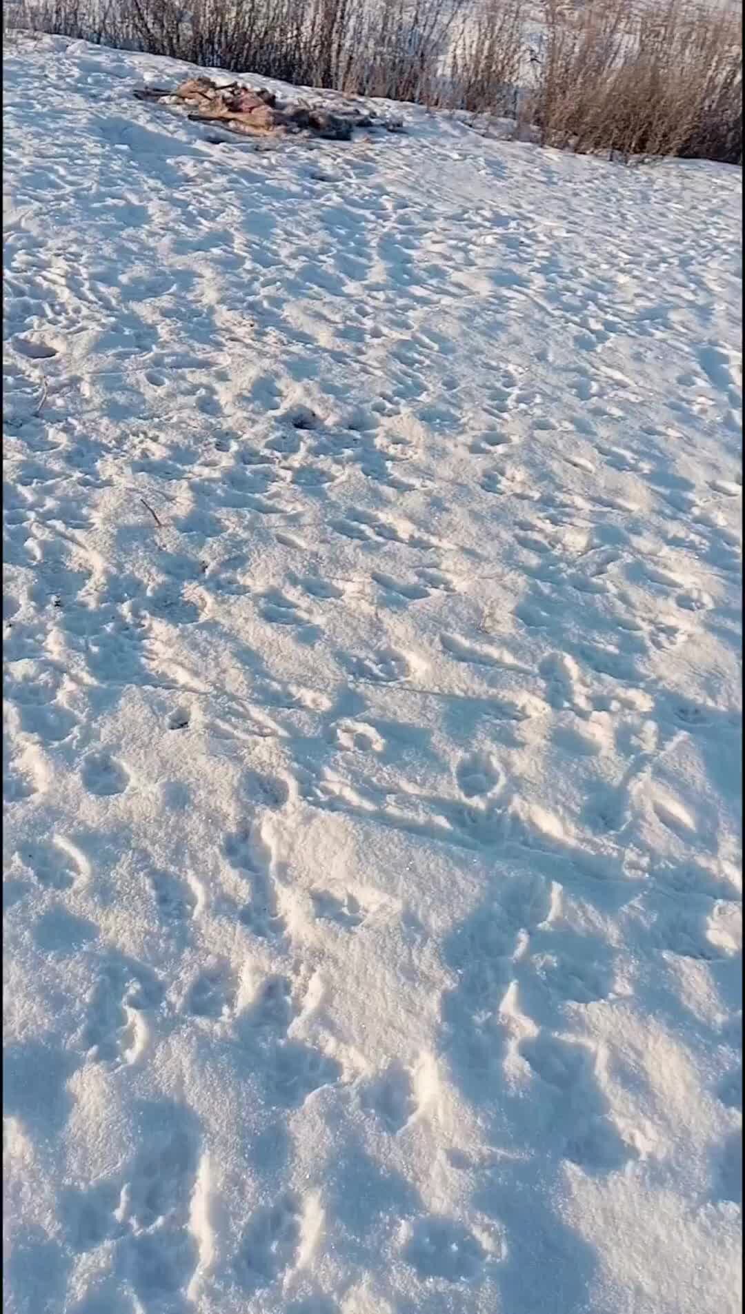 с неделю он пробирался звериными тропками. с неделю он пробирался звериными тропками. в жаркий день лесной тропой звери шли на водопой. приметы хоженой тропы. лесные животные для малышей.