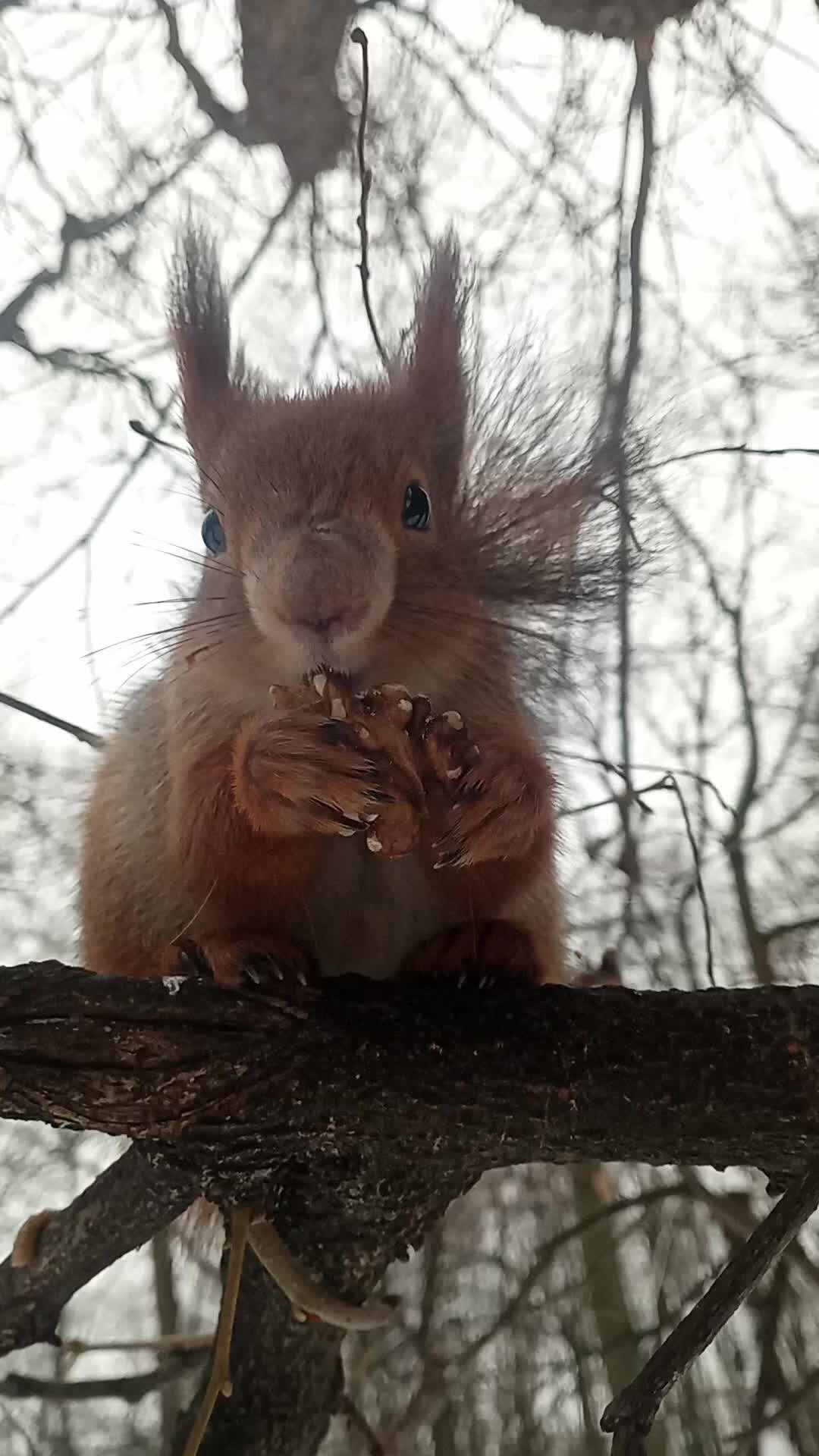 Джанмирзоев бедолага песня. Берегись я серьезно песня. Слова песни чародейка. Берегись я серьезно песня. Берегись я серьезно.