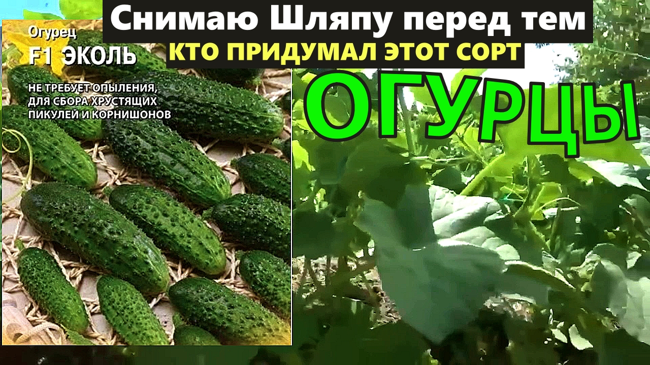 Какие сорта огурцов самые урожайные Какие сорта огурцов самые урожайные