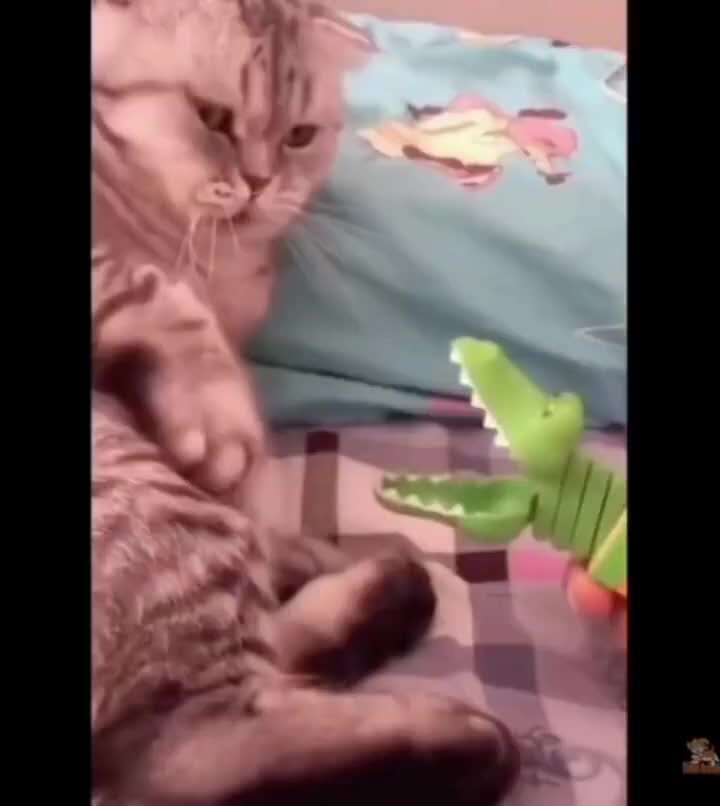 лучшее видео животные. смешные обезьяны. смешные картинки животных. веселые животные. забавные животные.