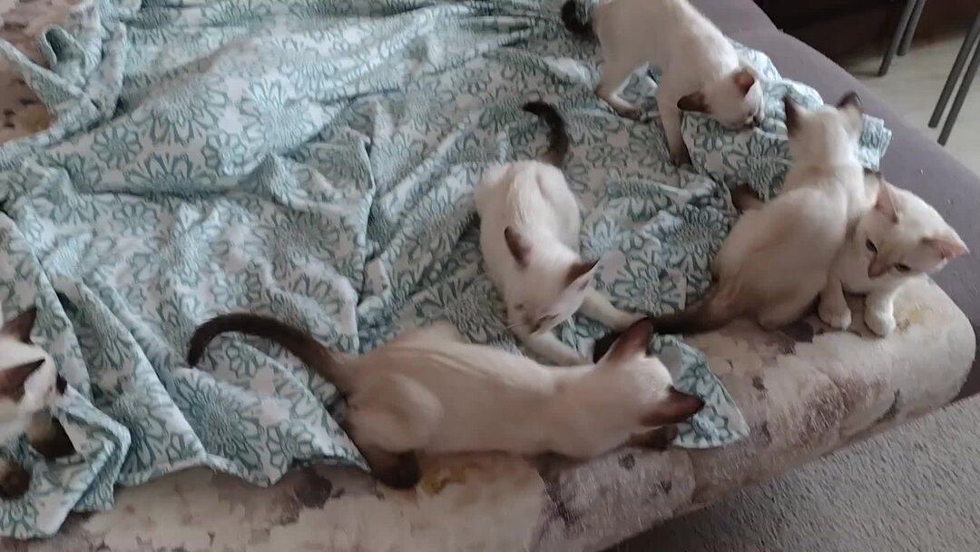 стихи на английском для детей. английские времена таблица с котом. английские идиомы со словом cat. топик my pet. кот любит играть перевод на английский.