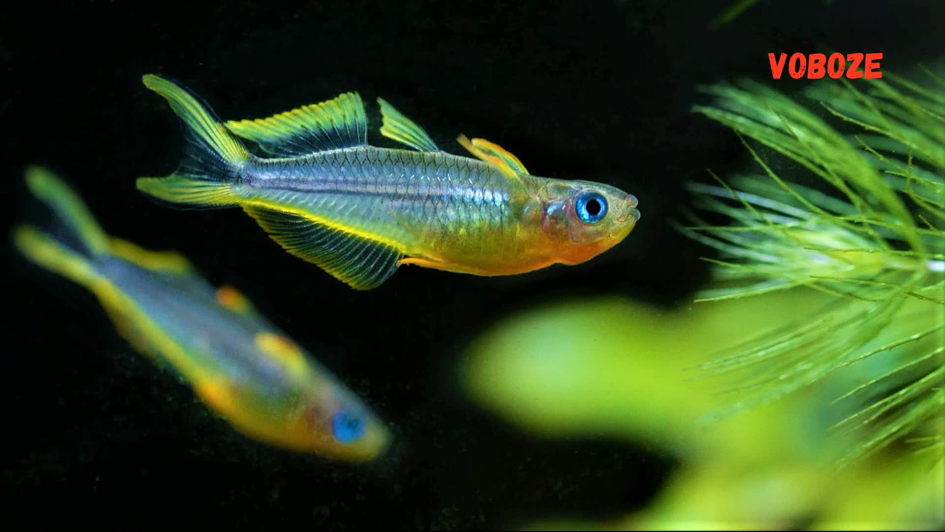 необычные аквариумные рыбки