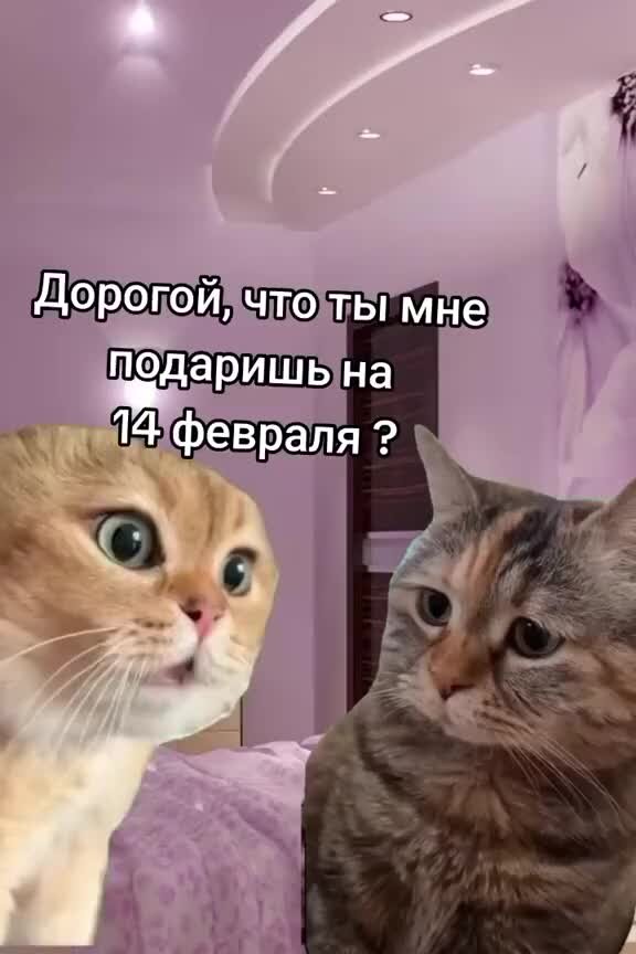 Кошкина 11. Кошкина 11