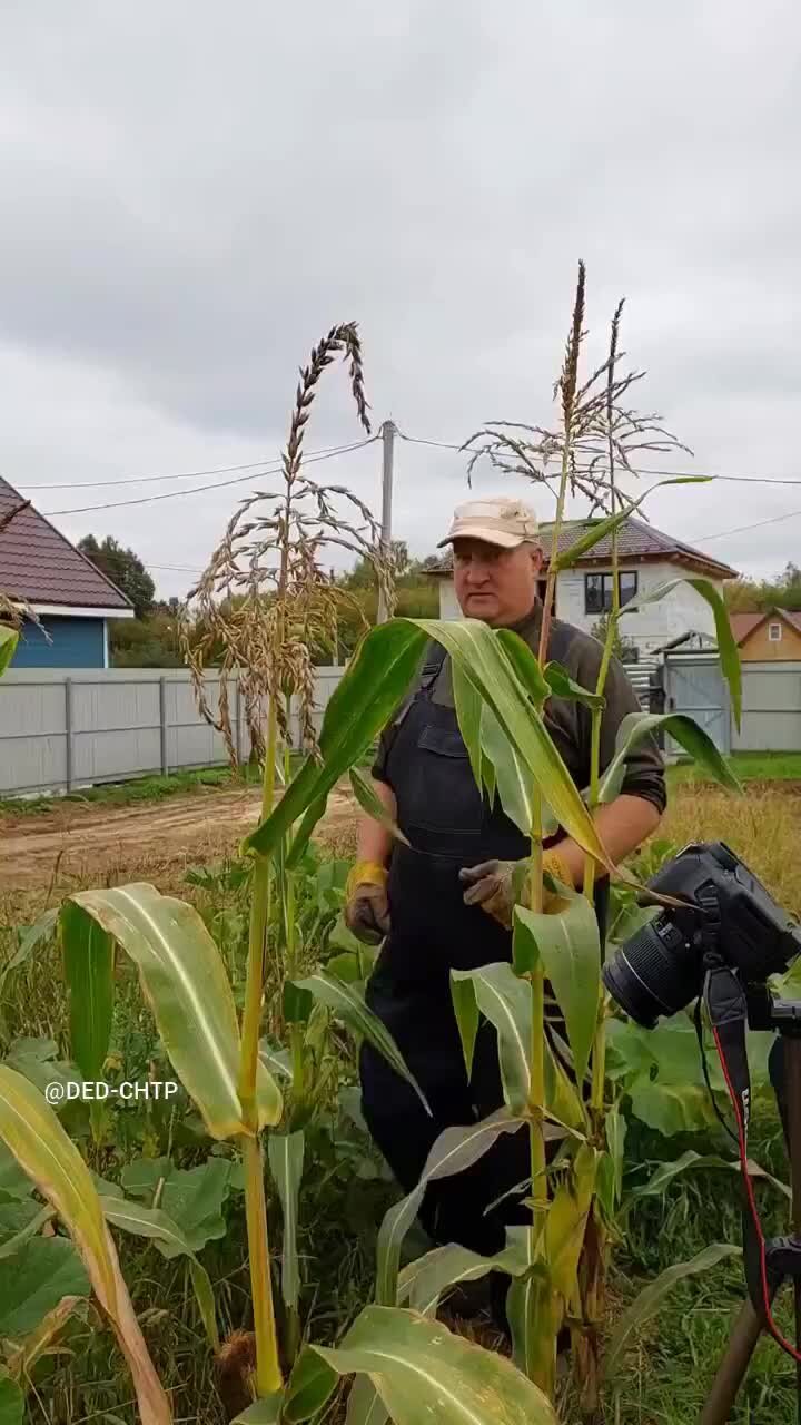 Дед ЧТП - РУССКОЕ ХОЗЯЙСТВО. | УНИКАЛЬНАЯ ТЫКВА ДЛЯ КУР! Телеграмм  https://t.me/ded_chtp Как давать тыкву курам в корм . Смотрим ролик по  ссылке. dzen.ru/video/watch/6526ca845f13c138b595aa47 | Дзен