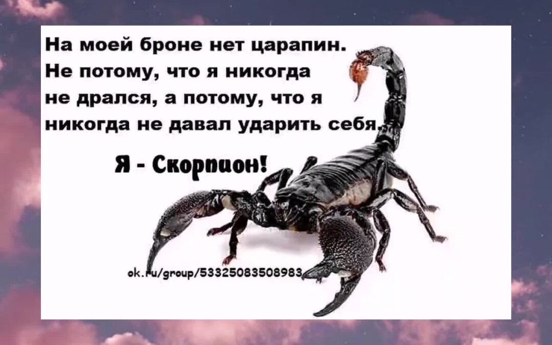 Скорпион и скорпион начало. Скорпион надпись. Смешной Скорпион. Приколы про скорпионов. Смешные фразы про скорпионов.