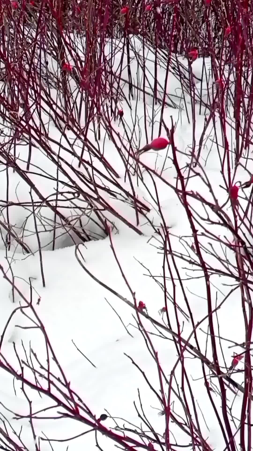 Когда закончится снегопад