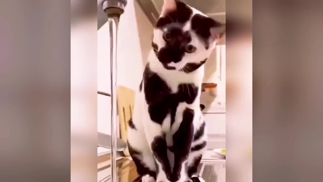 Включи как кот который. Включи как кот который