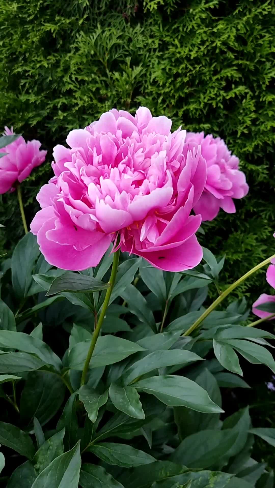 подкормить пионы в период цветения. видео пионов цветение. пион баядера. пион анемоновидный. пион secret passion.