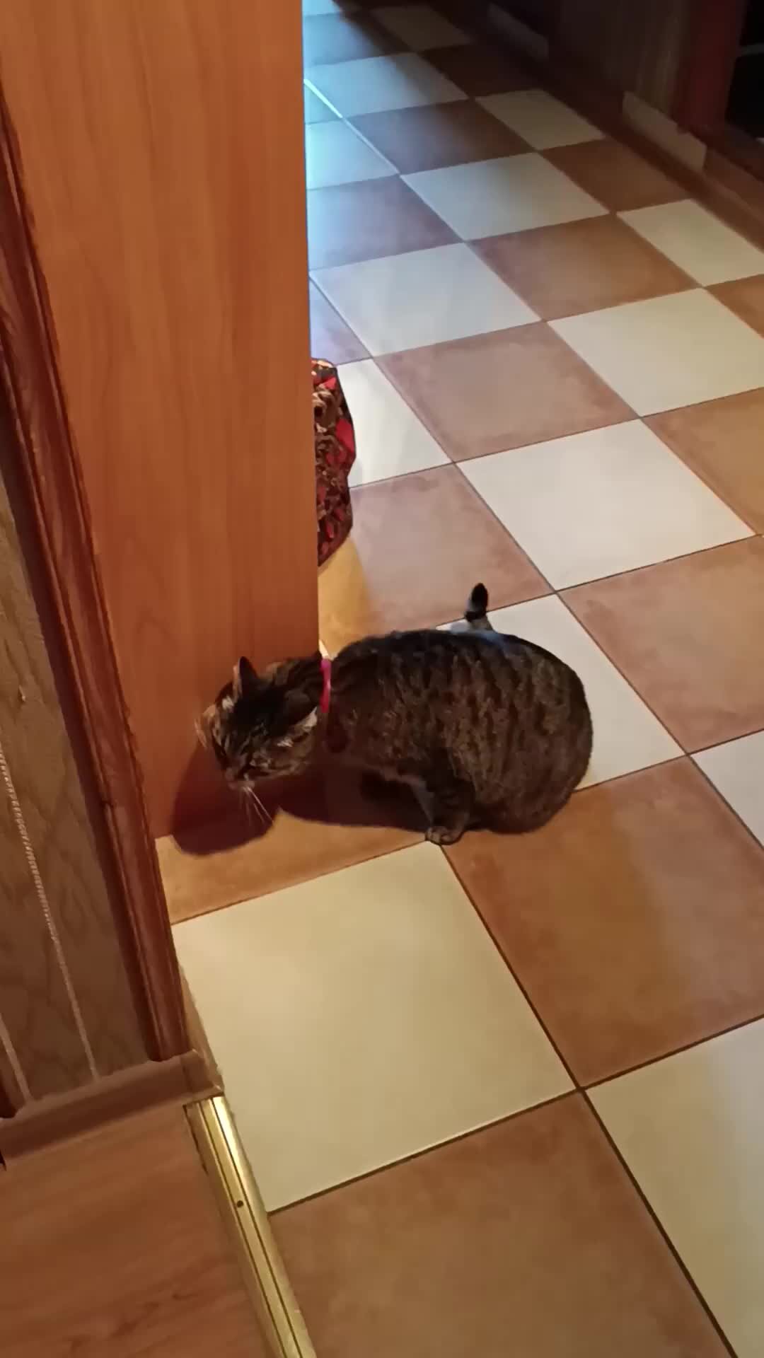 какой запах отпугивает кошек дома