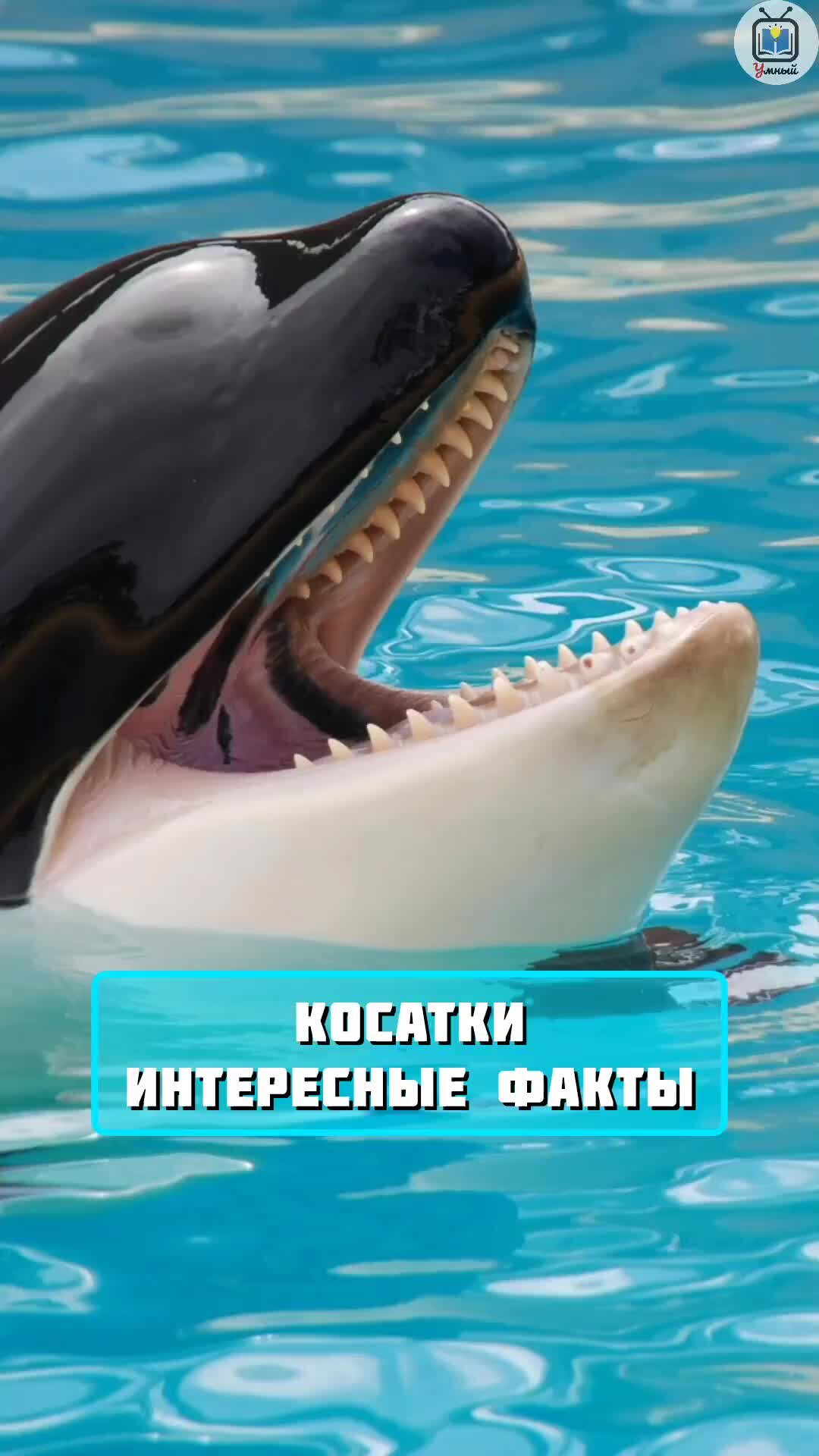 Обои на телефон касатка
