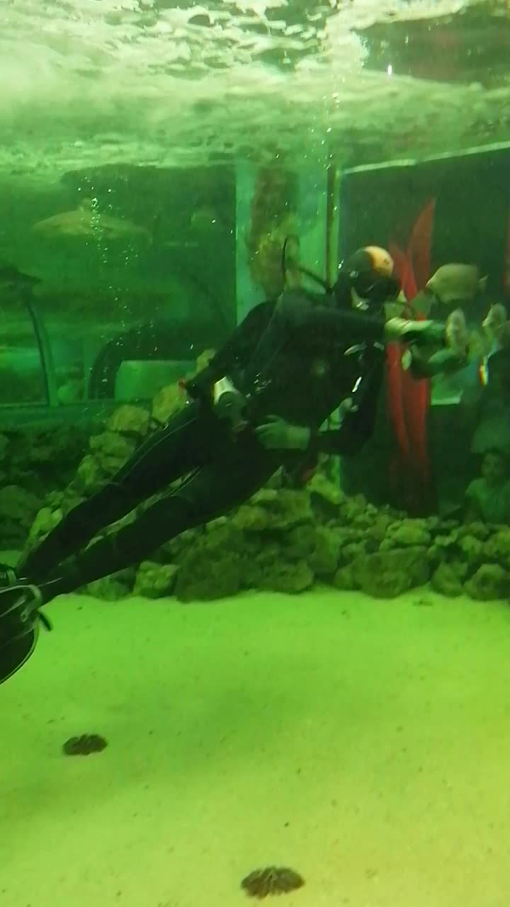 Воронежский океанариум акулы. Акула в океанариуме. Песчаная тигровая акула москвариум. Акула в аквариуме. Дубайский аквариум , китовая акула.