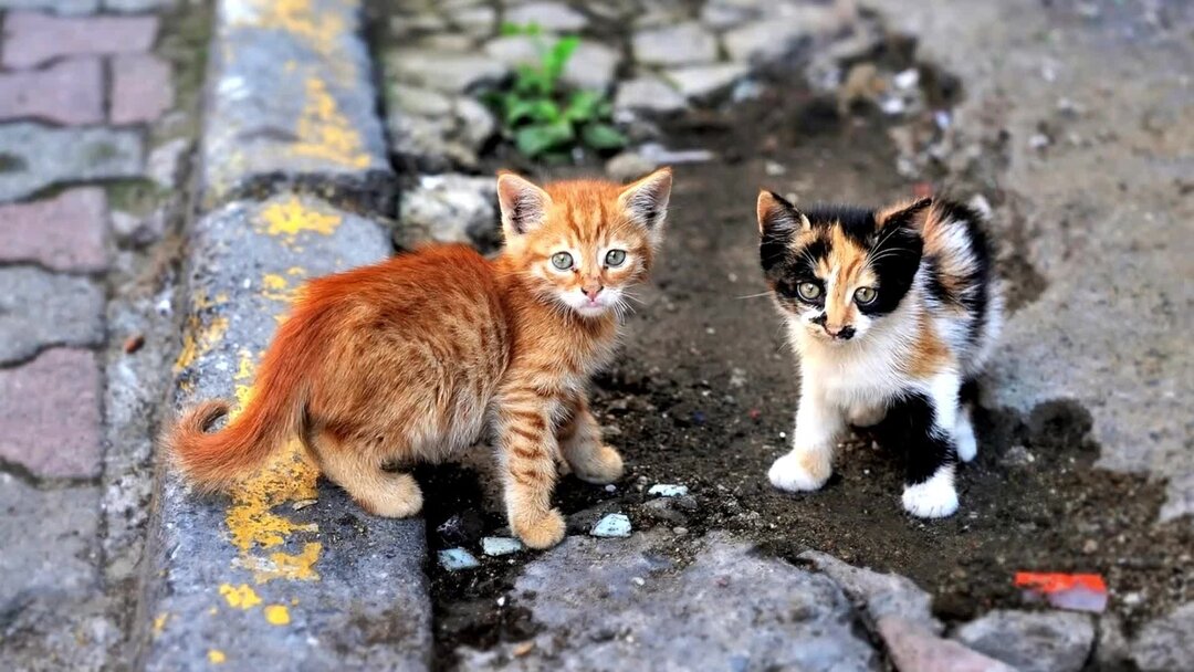 тату следы животных. маленькие лапы на английском. кошачьи лапки мультяшные. следы лесных животных. следы лапок.