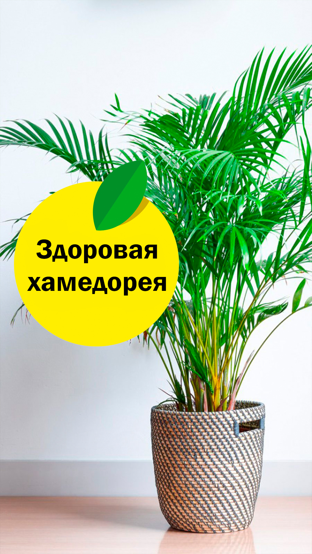 Жизни какую жизненную форму имеет бамбук. Жизни какую жизненную форму имеет бамбук