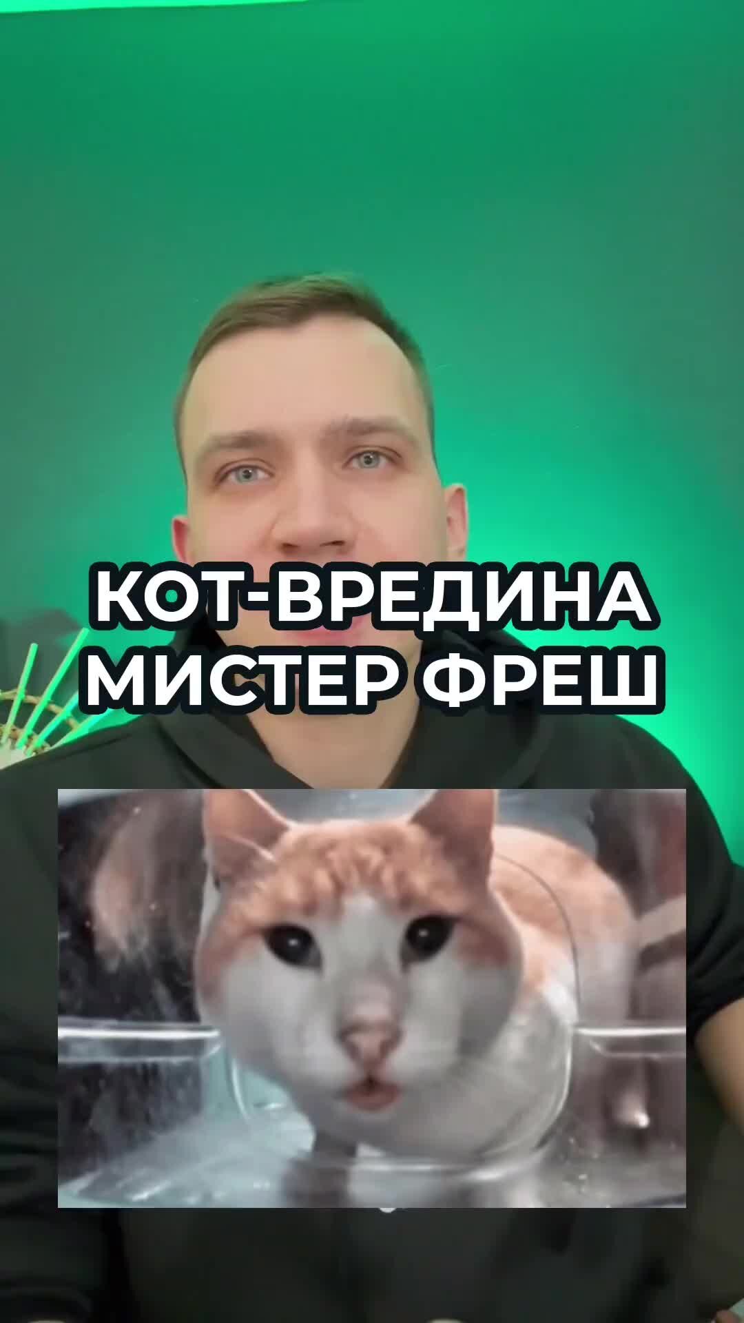 Вредина кот