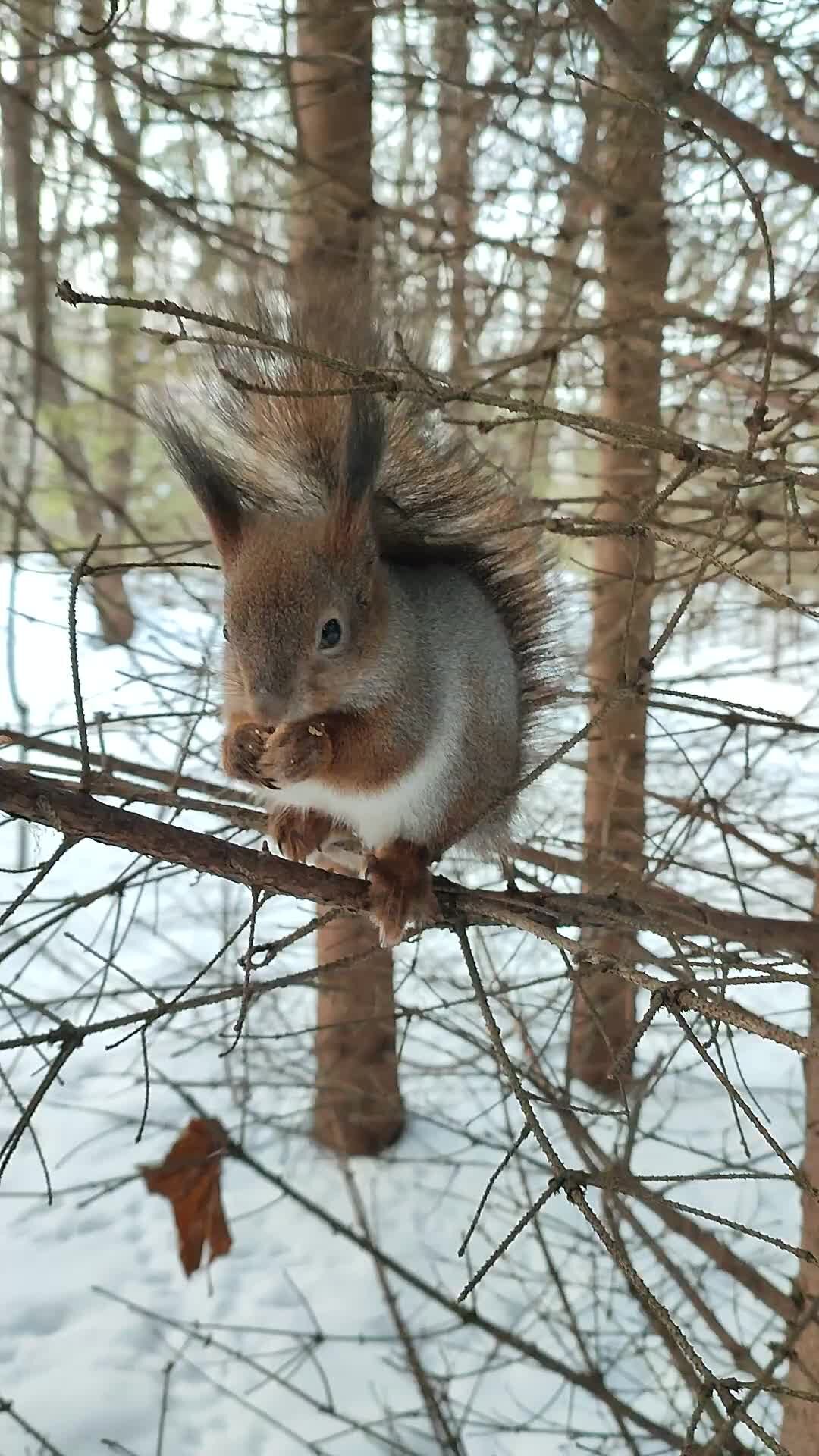 Белки песня белок