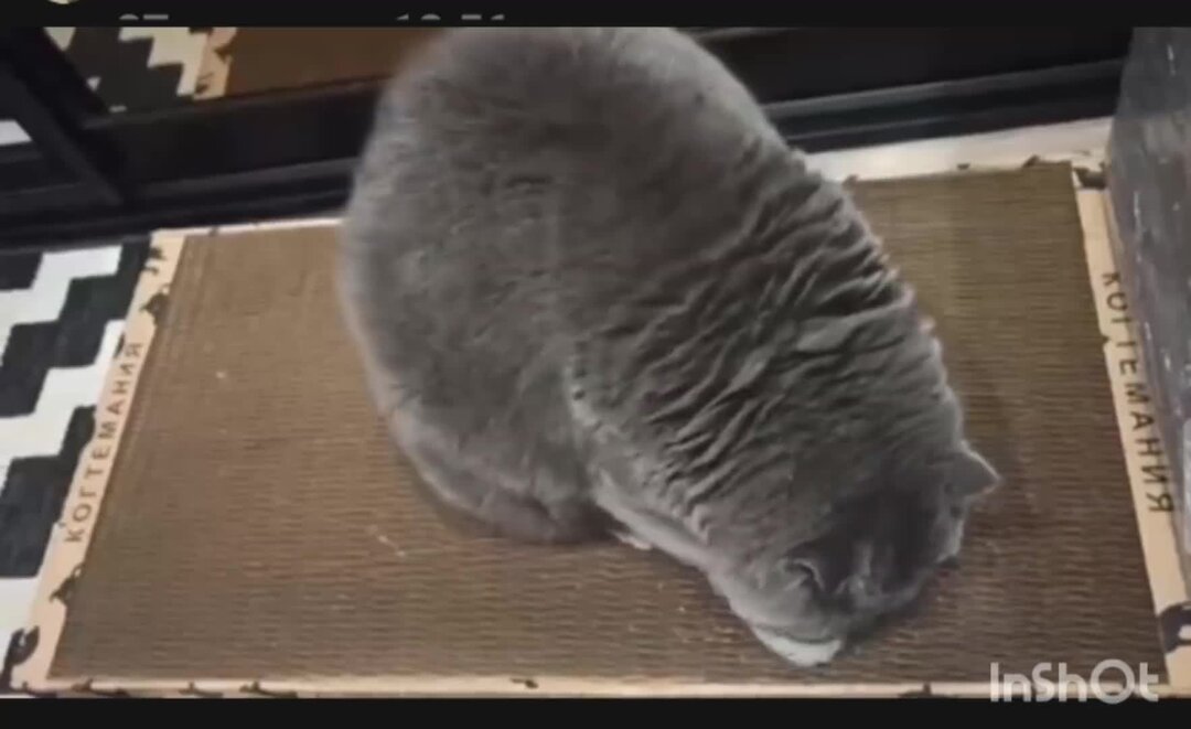 Смешные ролики про котят. Ролики с котятами смешные для детей. Кот улитка. Видеоролики про кошек. Просмотр видео кошек.