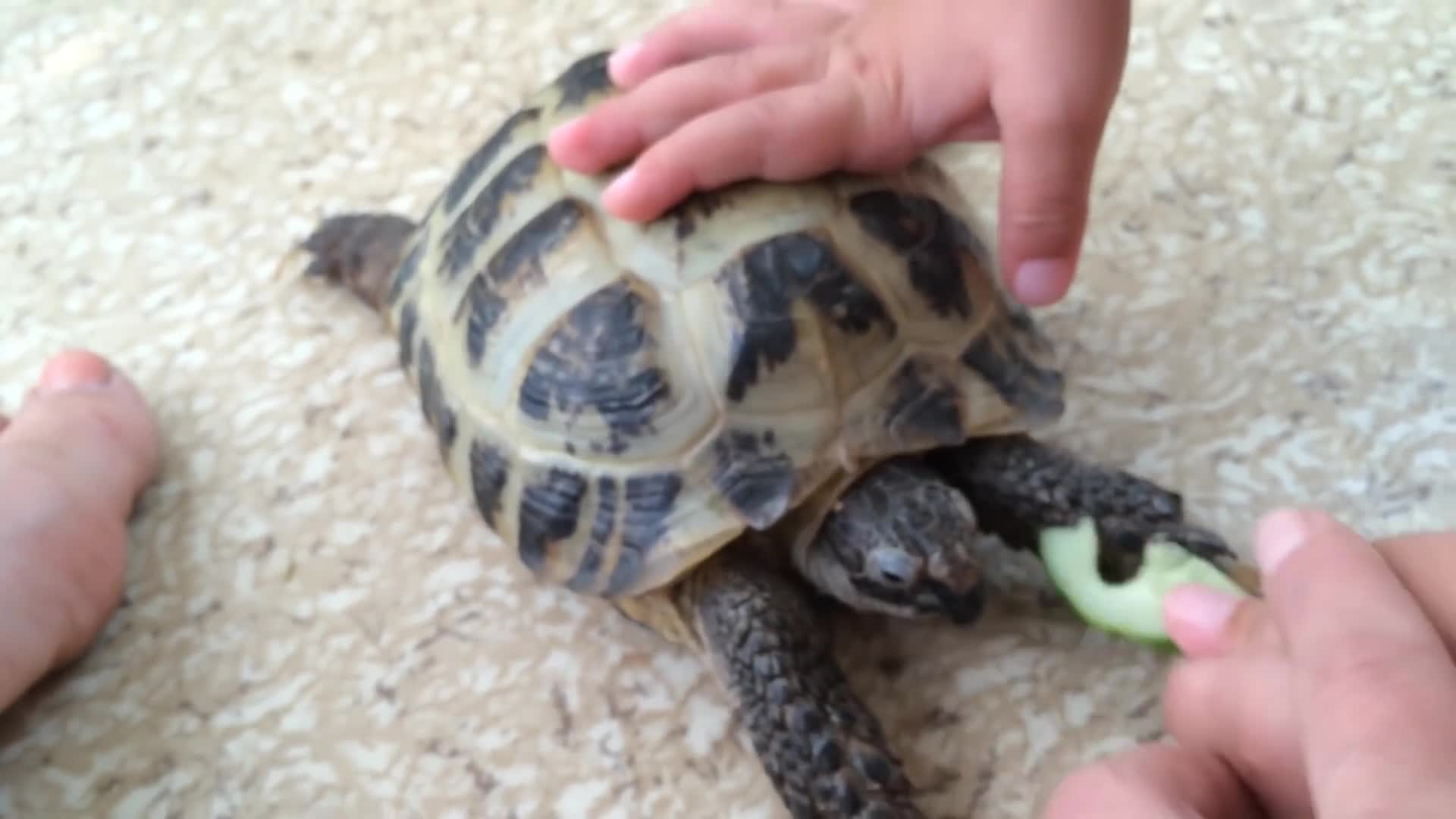 Что едят черепахи. Что кушают черепахи. Злая черепаха. Человек ест черепаху. Человек ест черепаху.