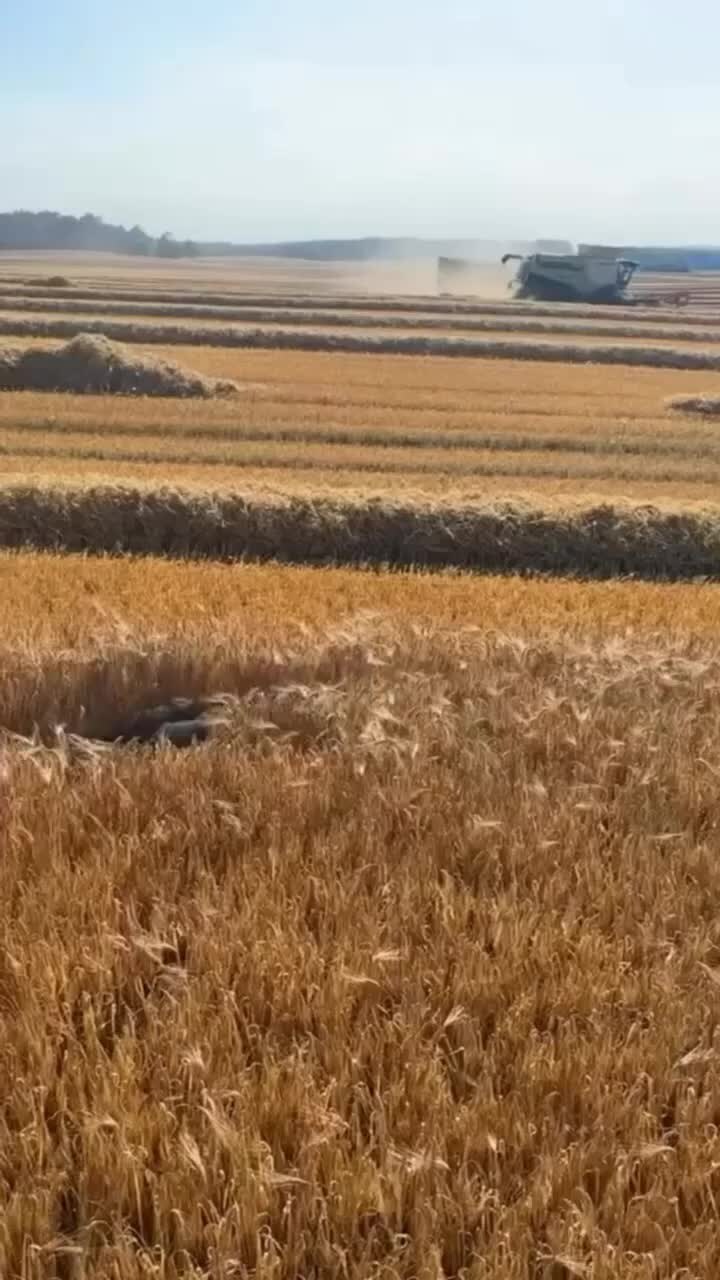 Фото в поле с пшеницей