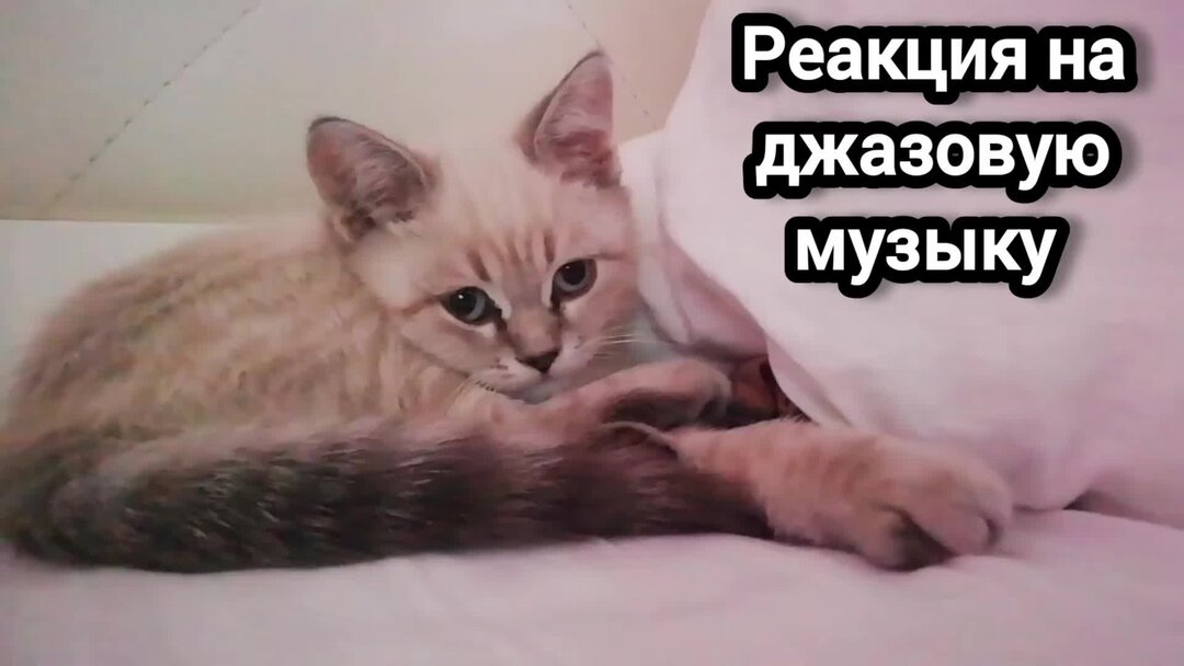 Песня мой котик