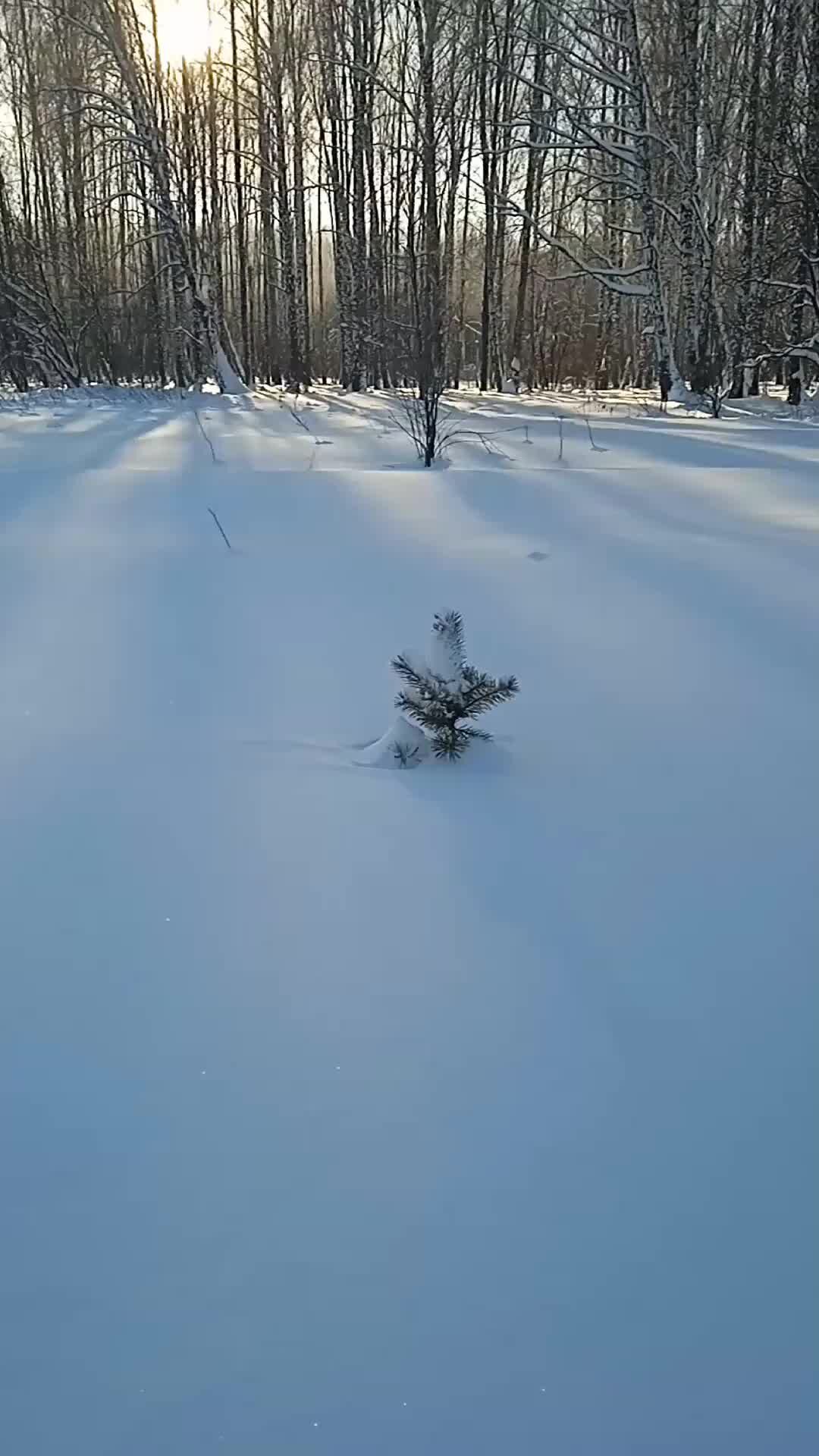 пустая тайга. лес тайга. хвойный пейзаж. сибирские таежные речки. лес тайга сибирь.