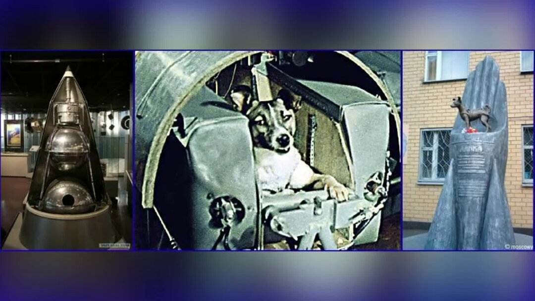 Первым в космосе была собака