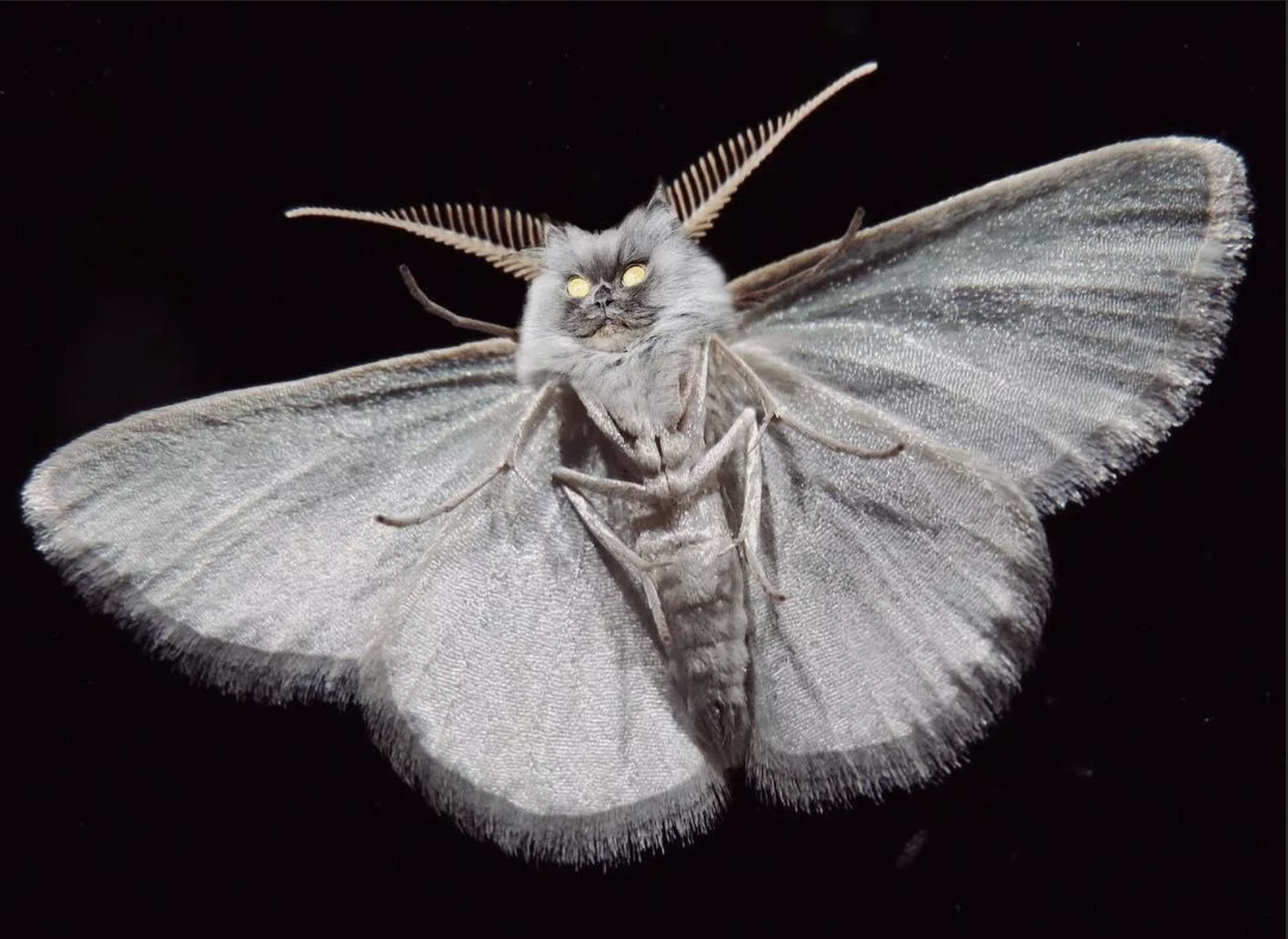 Turns Out, Moths Are Hella Cute Up Close