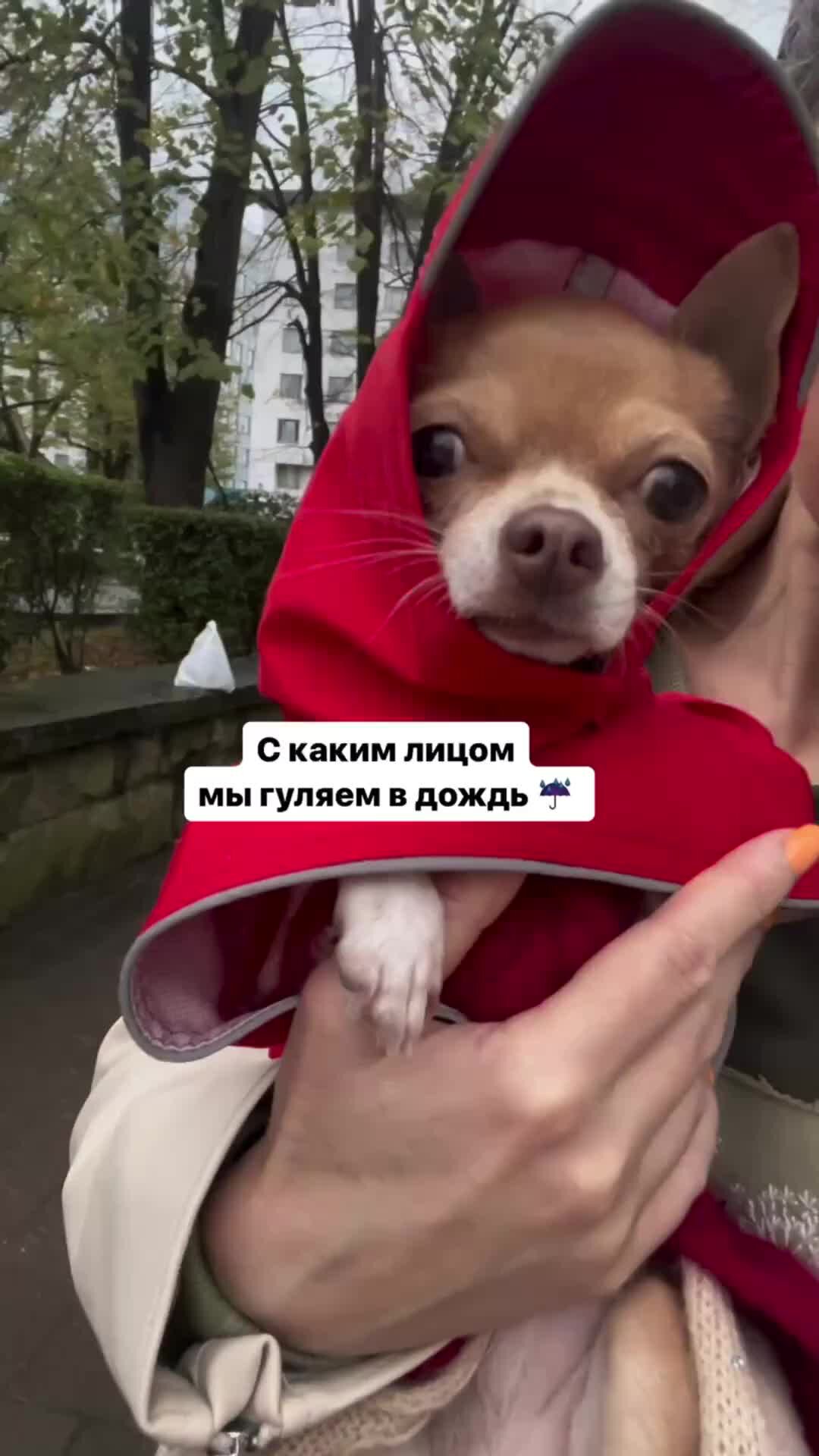 Оксана & Чихуахуа Бонита | Вчера в основном гуляли вот так ?????+??? | Дзен