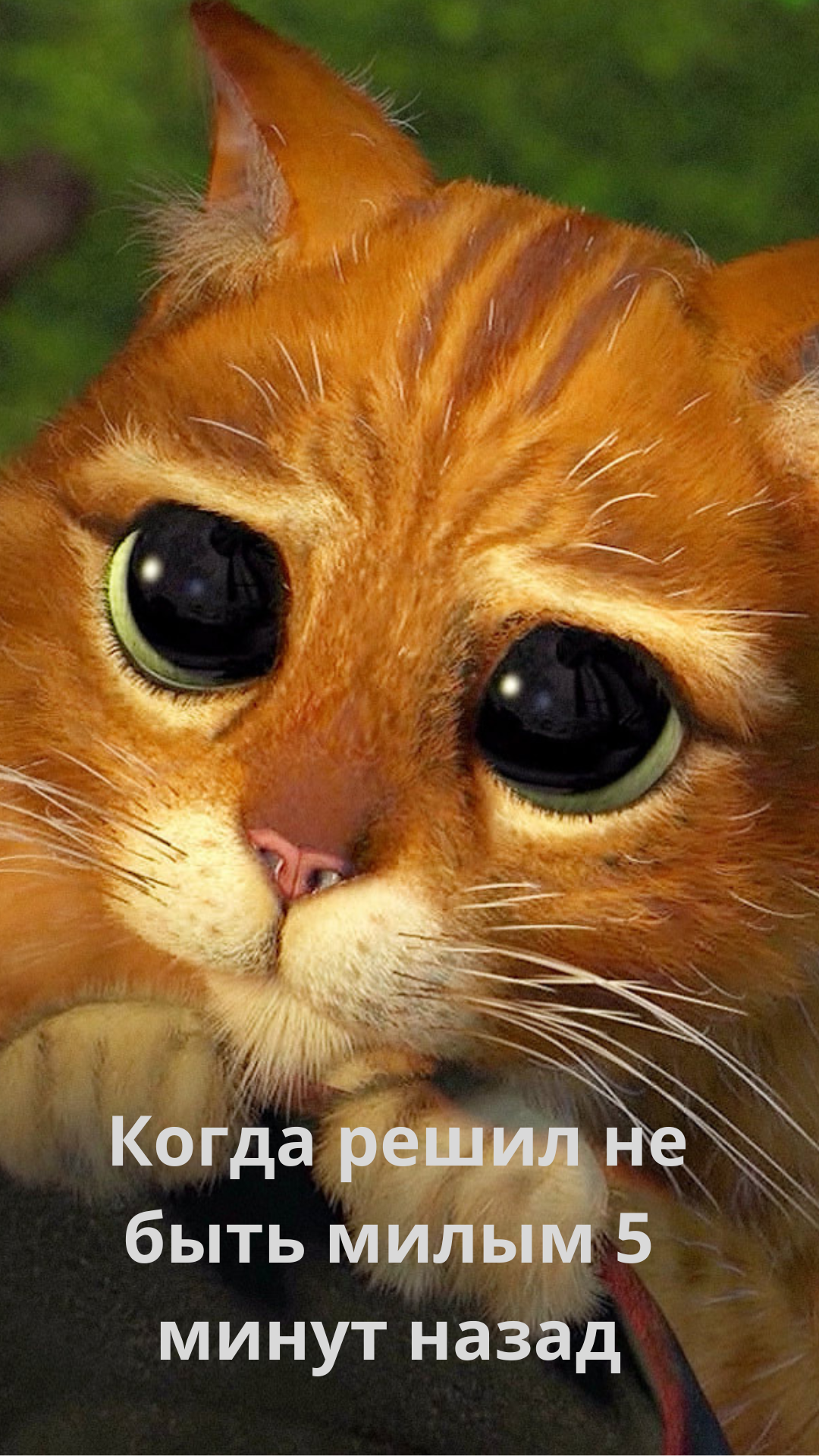 Кот в сапогах глаза
