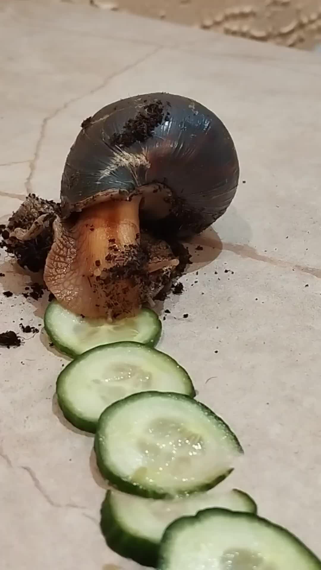 Улитка ахатина с детьми. Банановая улитка. Тигровая улитка ахатина. Улитка ахатина. Африканская улитка ахатина.