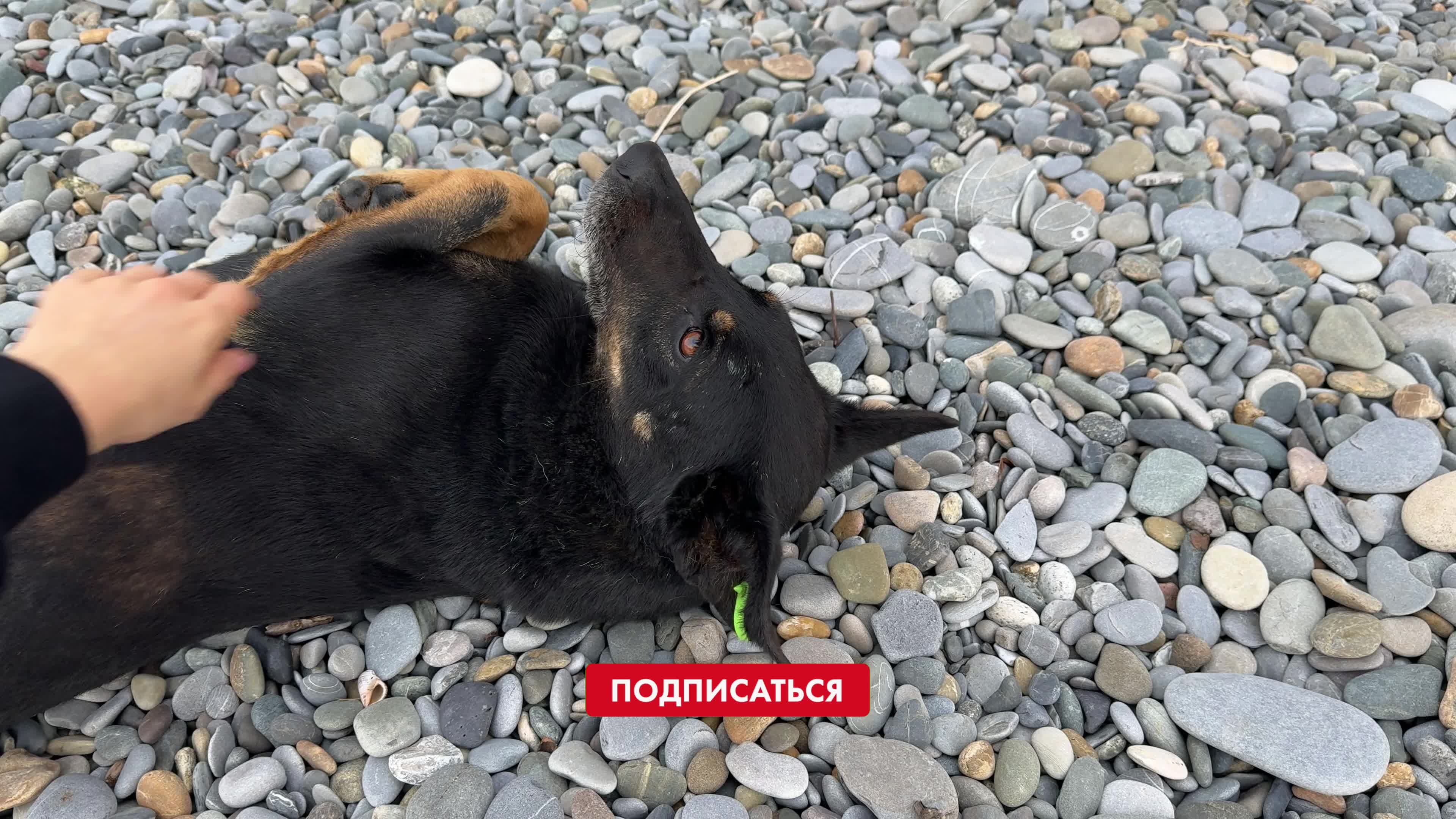 какая погода в хуторе завтра. погода в санкт-петербурге н. погода на неделю. прогноз погоды. роза хутор температура.