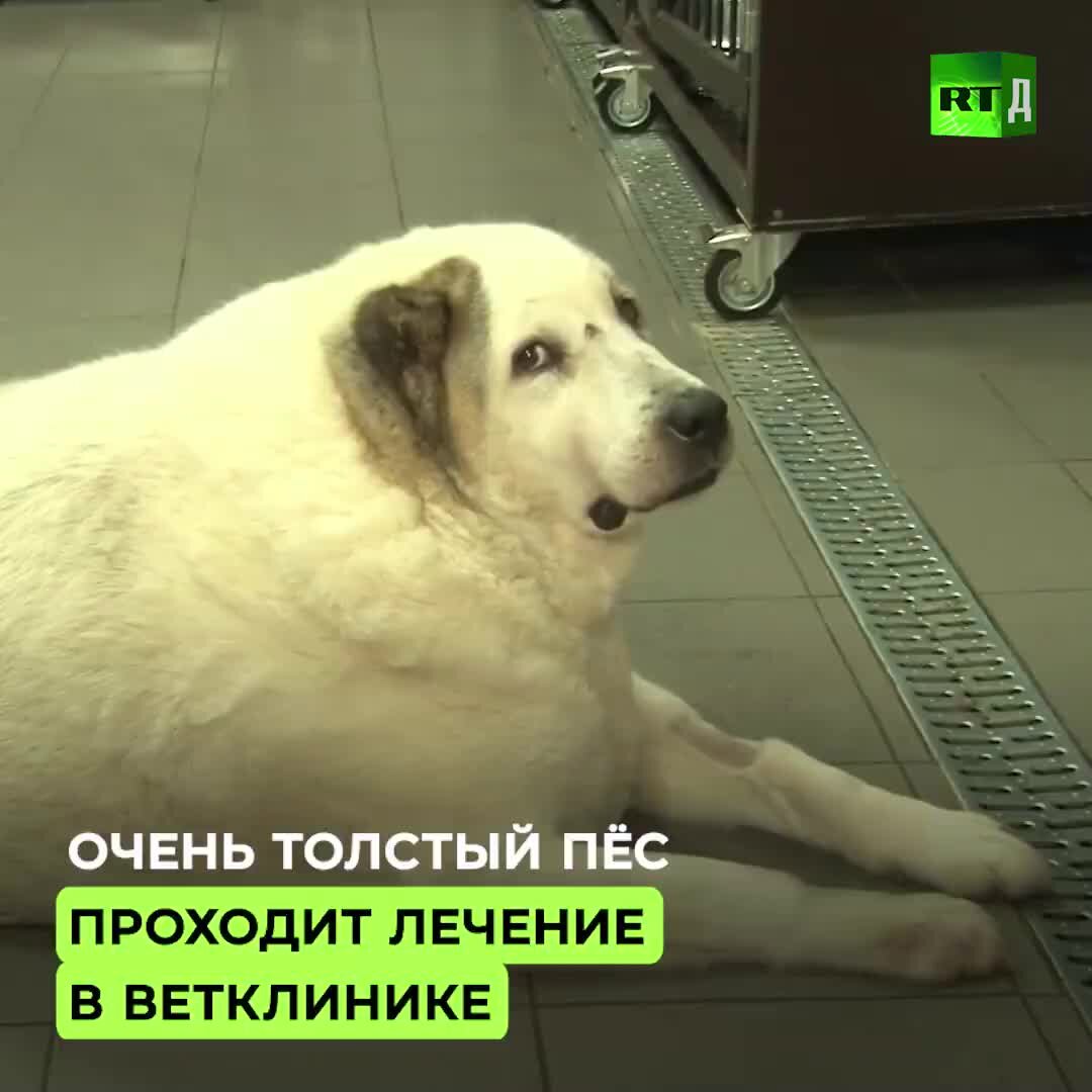 Как собаке удалось пройти 200 метров