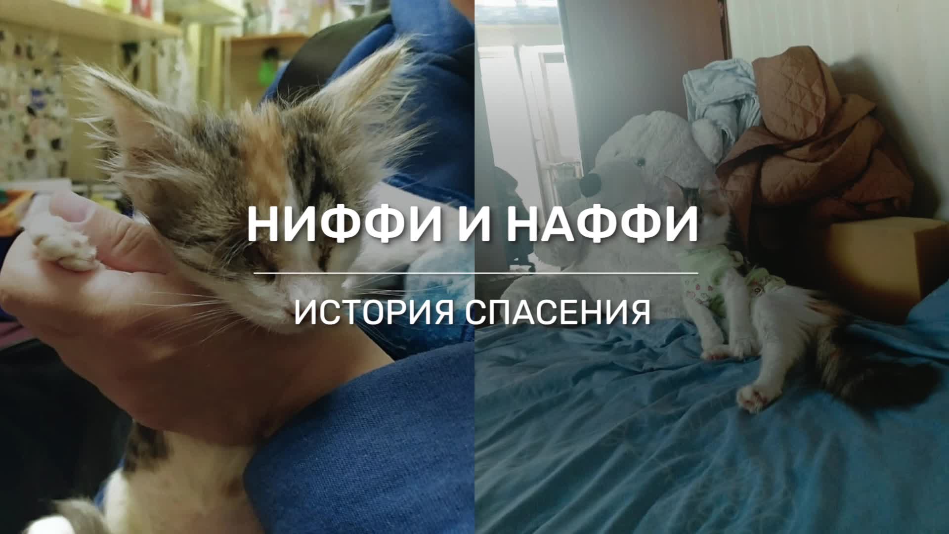 Кошка получается