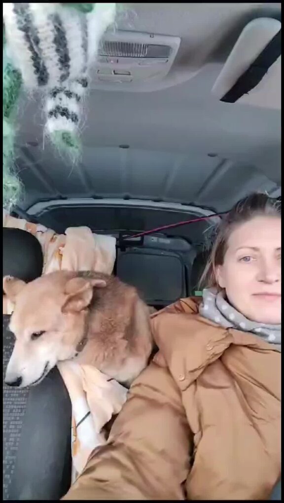Как рассчитать еду собаке