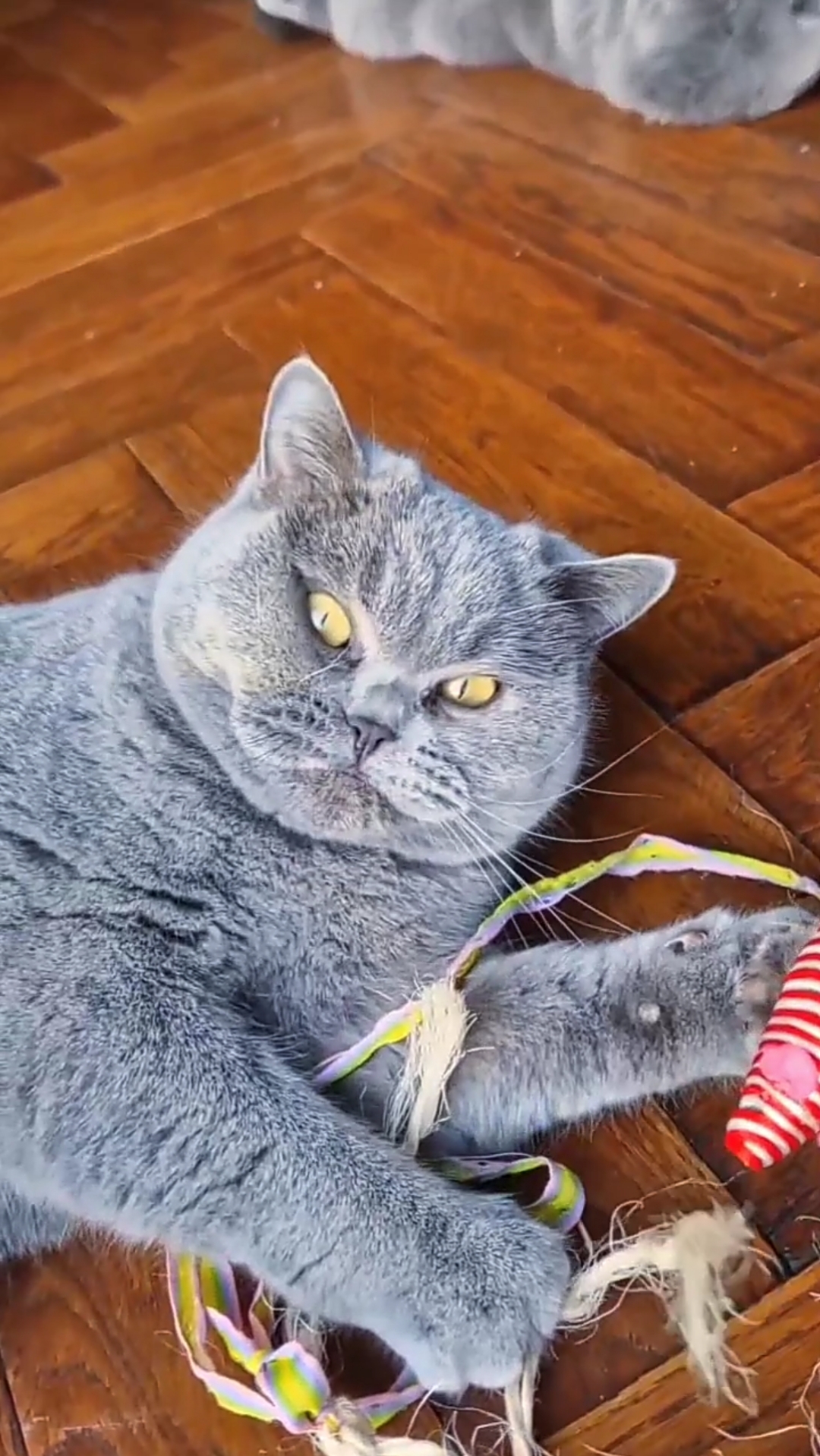 котята британские плюшевые. кот британец игрушка. плюшевый котенок. валяные игрушки серые. валяный котик из шерсти.