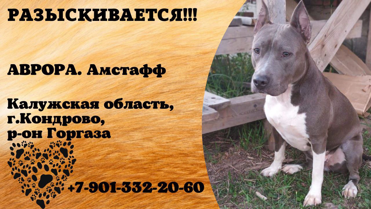 потерялась собака райна. пропала собака бужаниново. пропала собака вознаграждение. авито потерялась собака. листовка пропала собака.