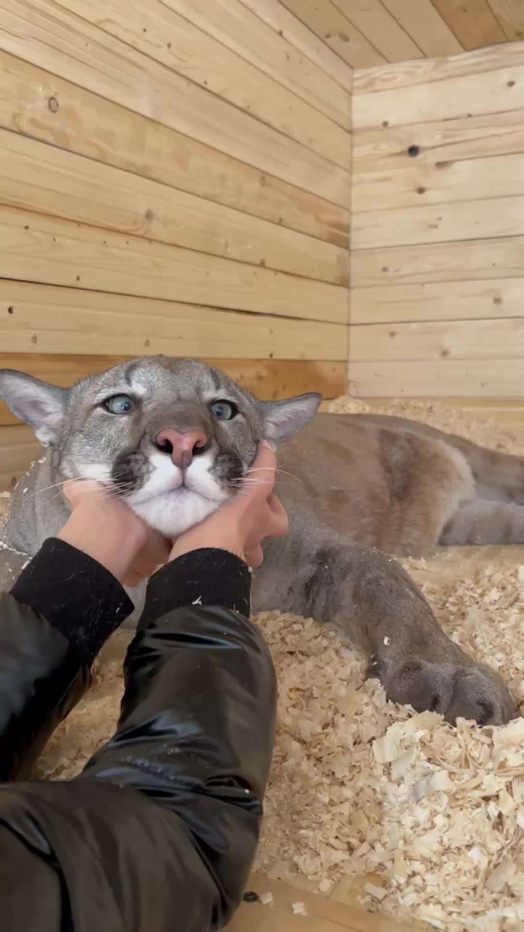 Пума с котятами