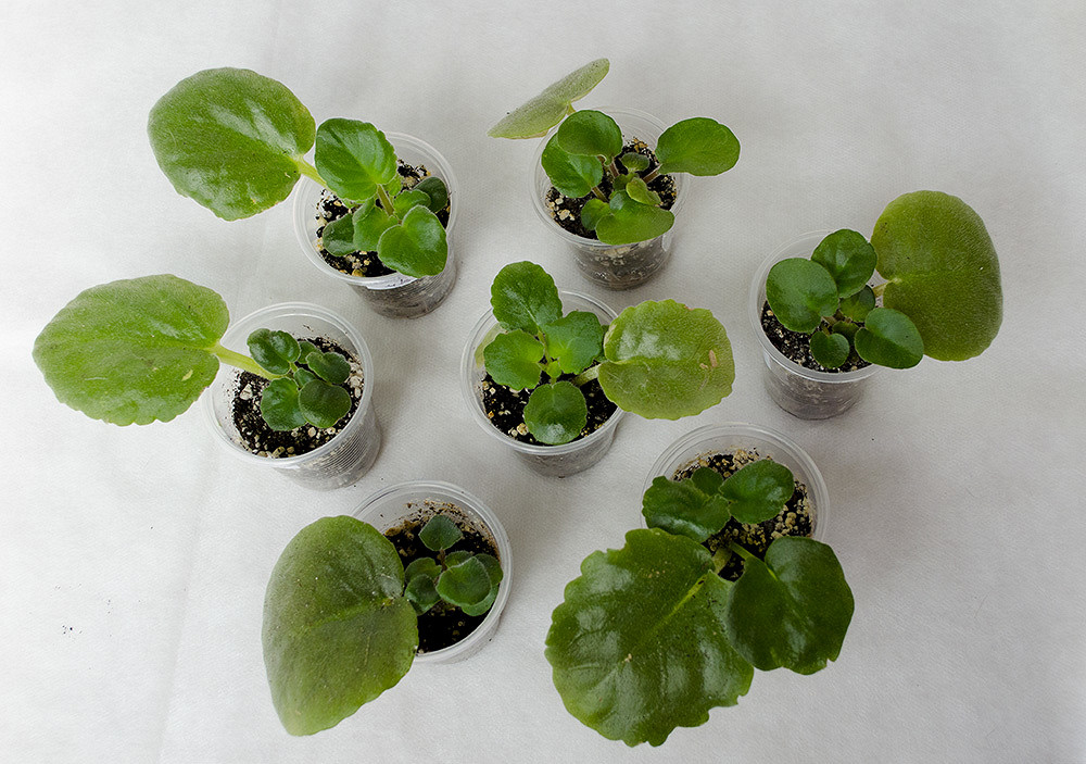 Детки сортовых фиалок. Фиалка комнатная детки. Детки фиалок. Детки фиалок. Детка фиалки.