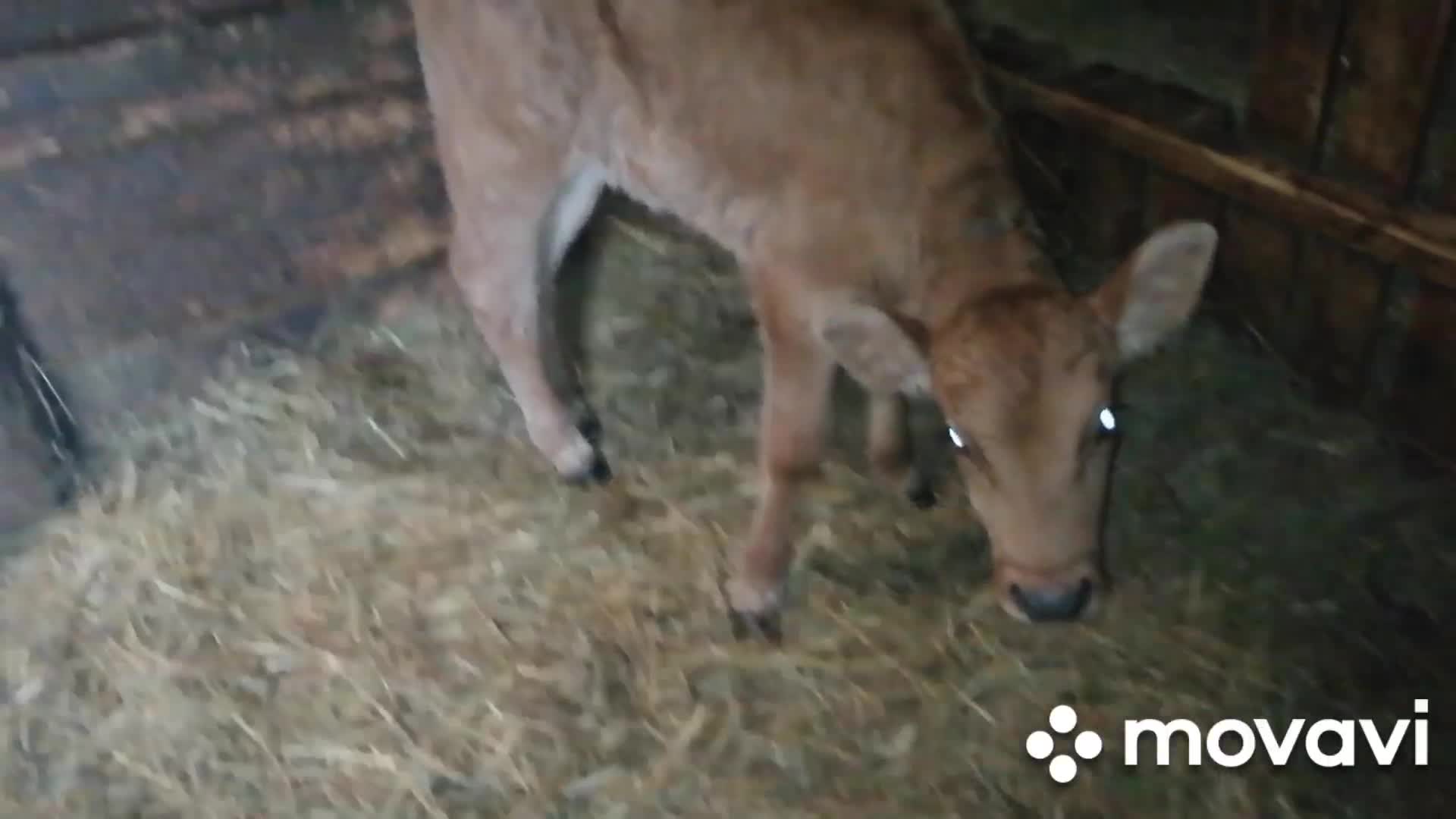 Личное подсобное хозяйство. Лпх хозяйство. Лпх. Лпх. Лпх.