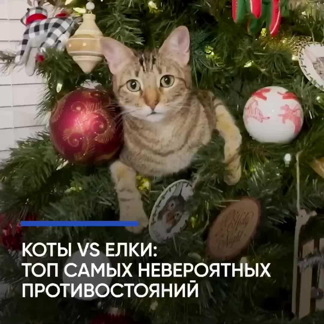 Коты против