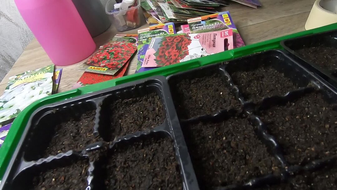 петуния всходы понедельно. петуния всходы понедельно. рассада виолы петунии. ампельная петуния всходы рассада. петуния всходы рассада.