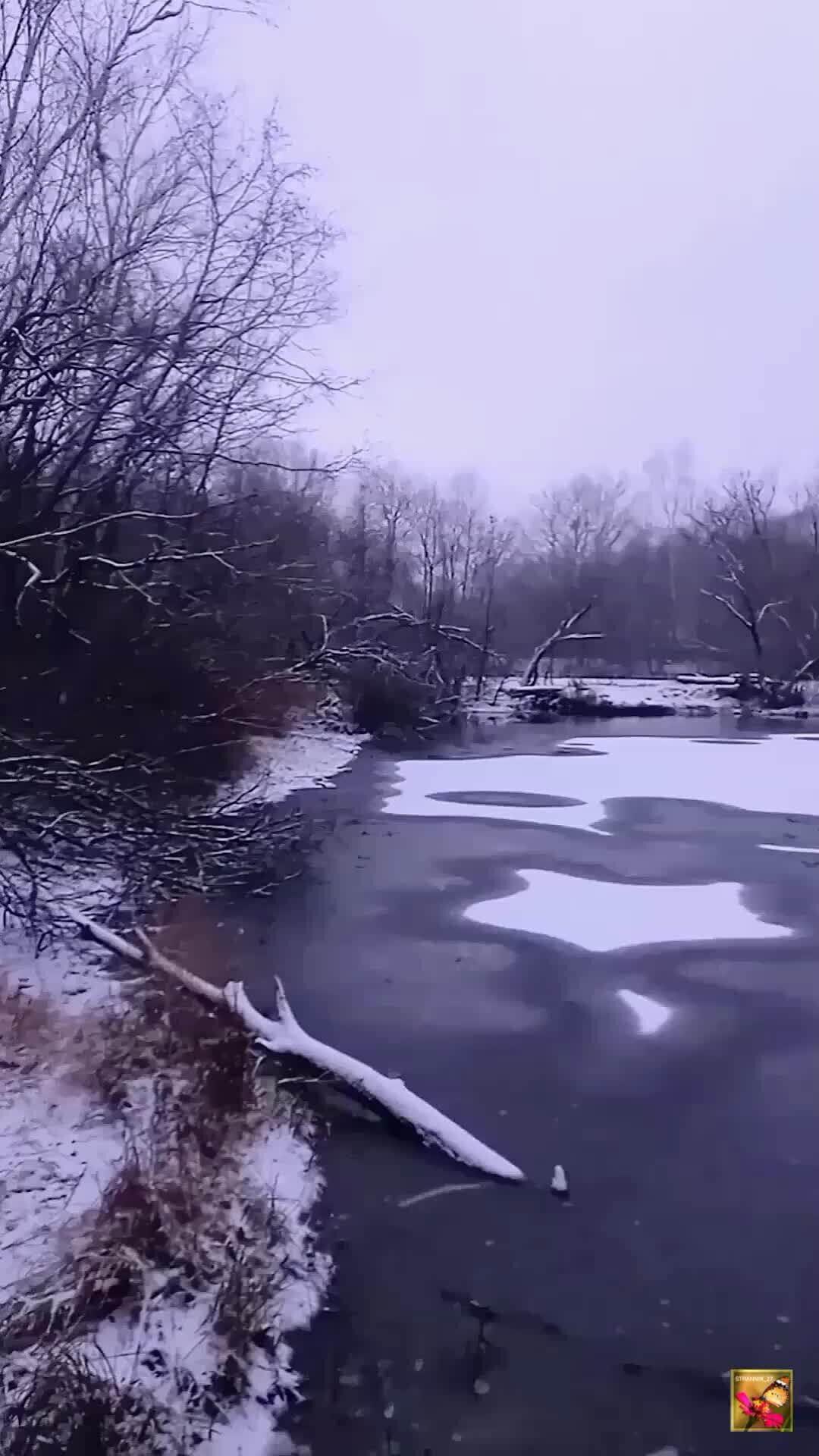 начало зимы видео. начало зимы видео. ноябрь природа. начало зимы видео. клен заледенелый.